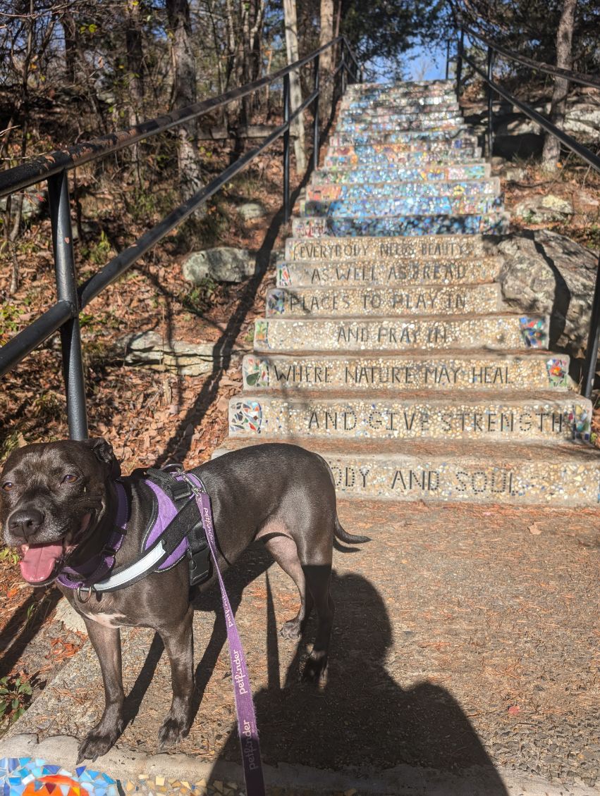 Sadie, a Adoptable mixed breed in Huntsville, AL image 3/5