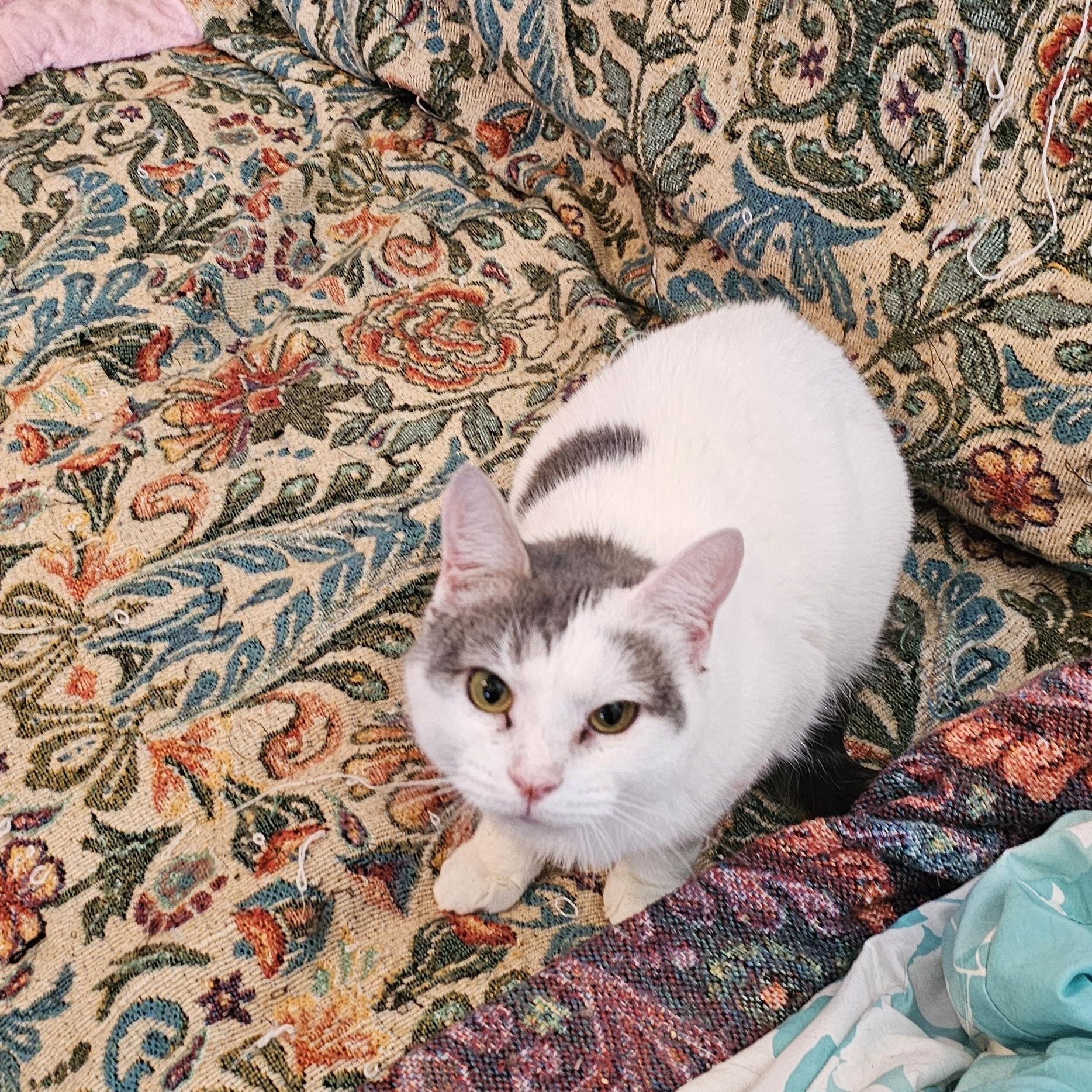 Enlarge Sunflower, a Adoptable Domestic Short Hair in Hazlet, NJ image 1/4