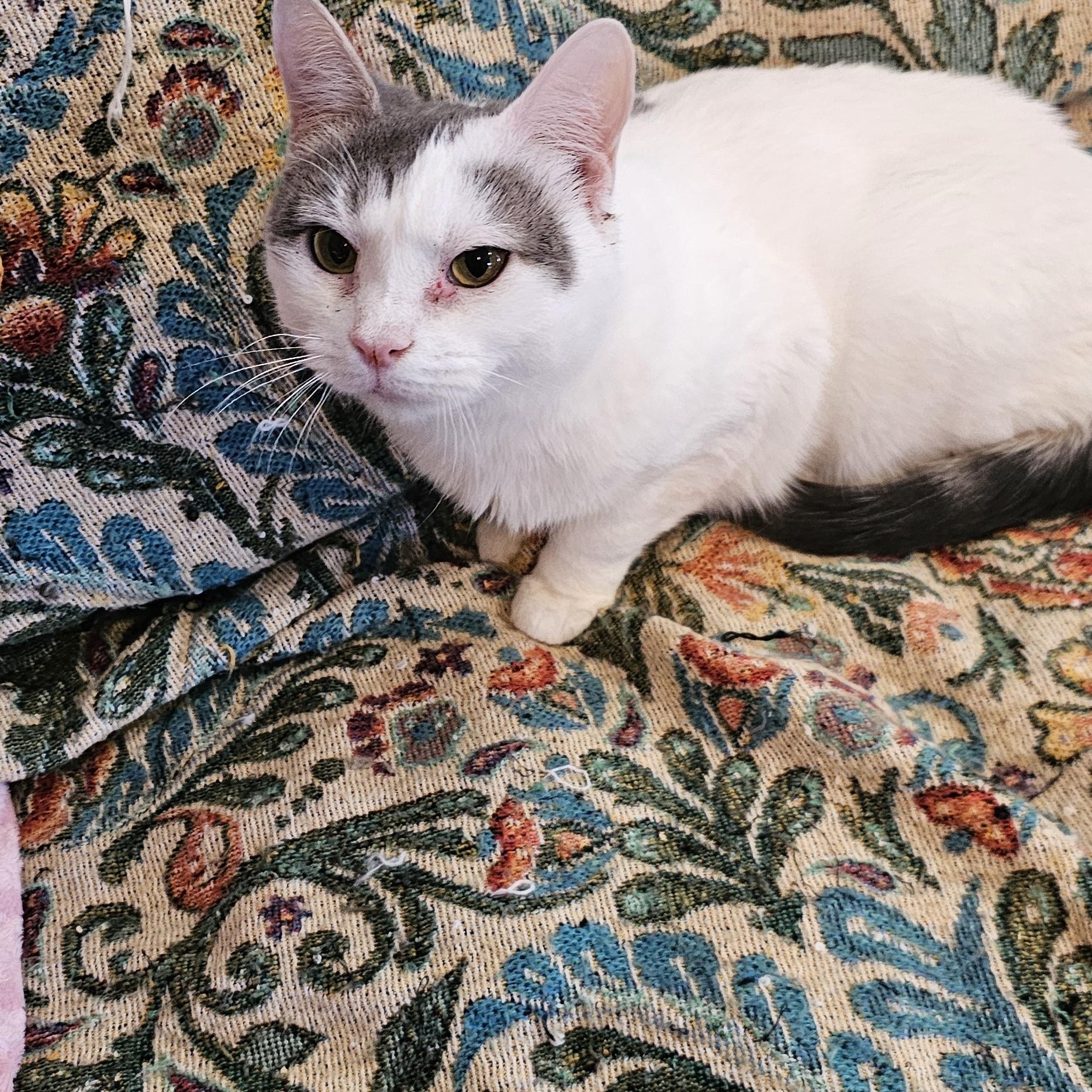 Enlarge Sunflower, a Adoptable Domestic Short Hair in Hazlet, NJ image 2/4