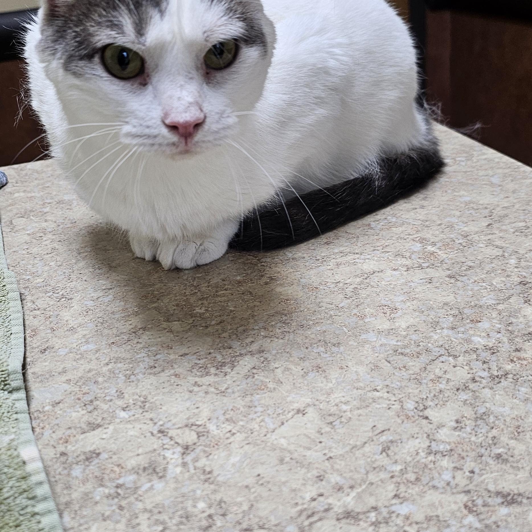 Enlarge Sunflower, a Adoptable Domestic Short Hair in Hazlet, NJ image 3/4