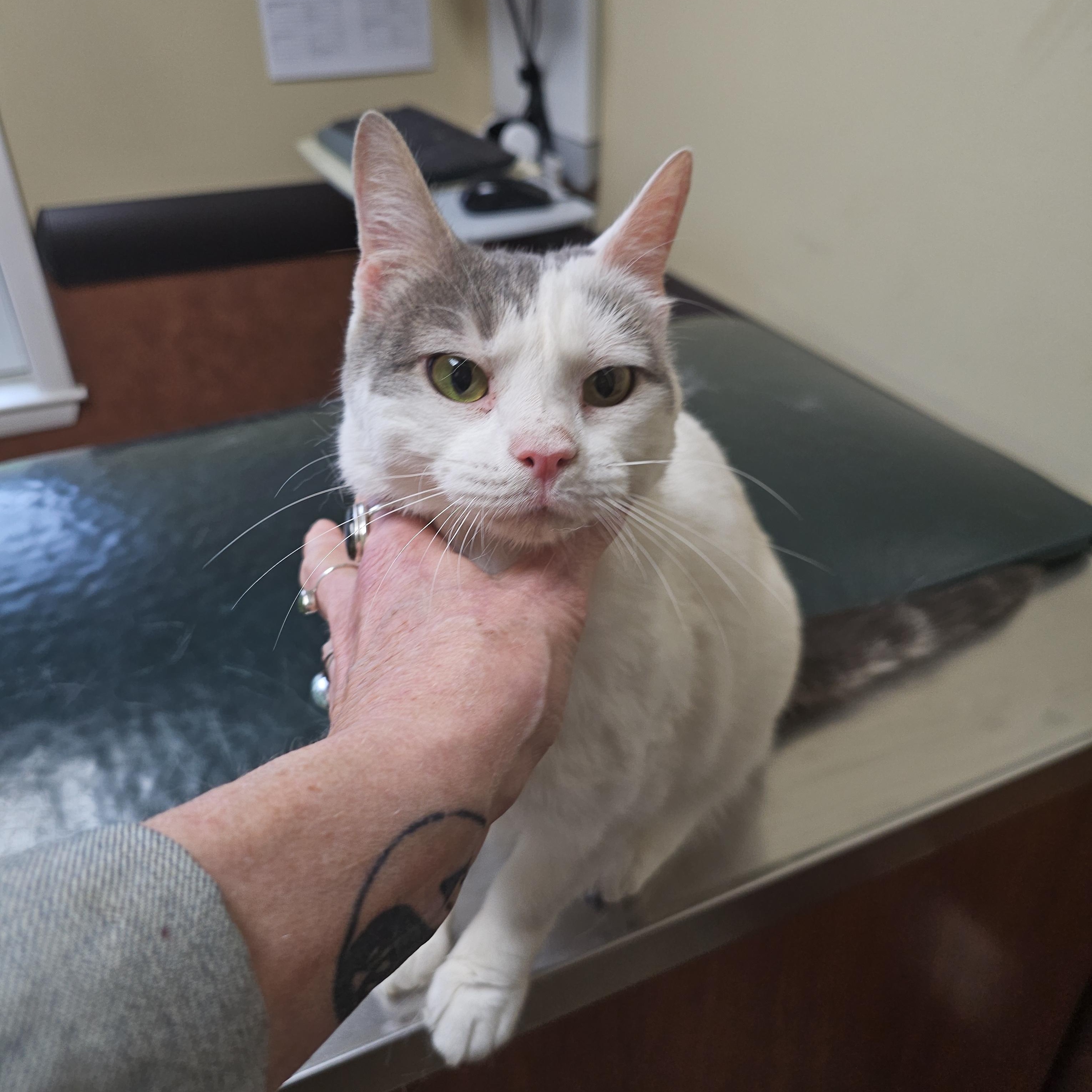 Enlarge Sunflower, a Adoptable Domestic Short Hair in Hazlet, NJ image 4/4