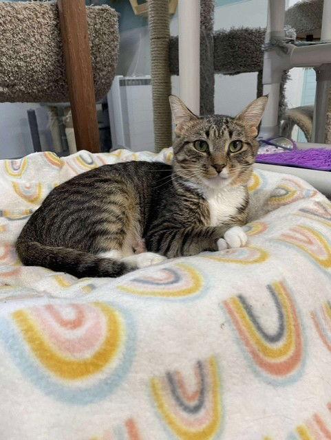 Zander, a Adoptable Domestic Short Hair in Gonic, NH image 1/3