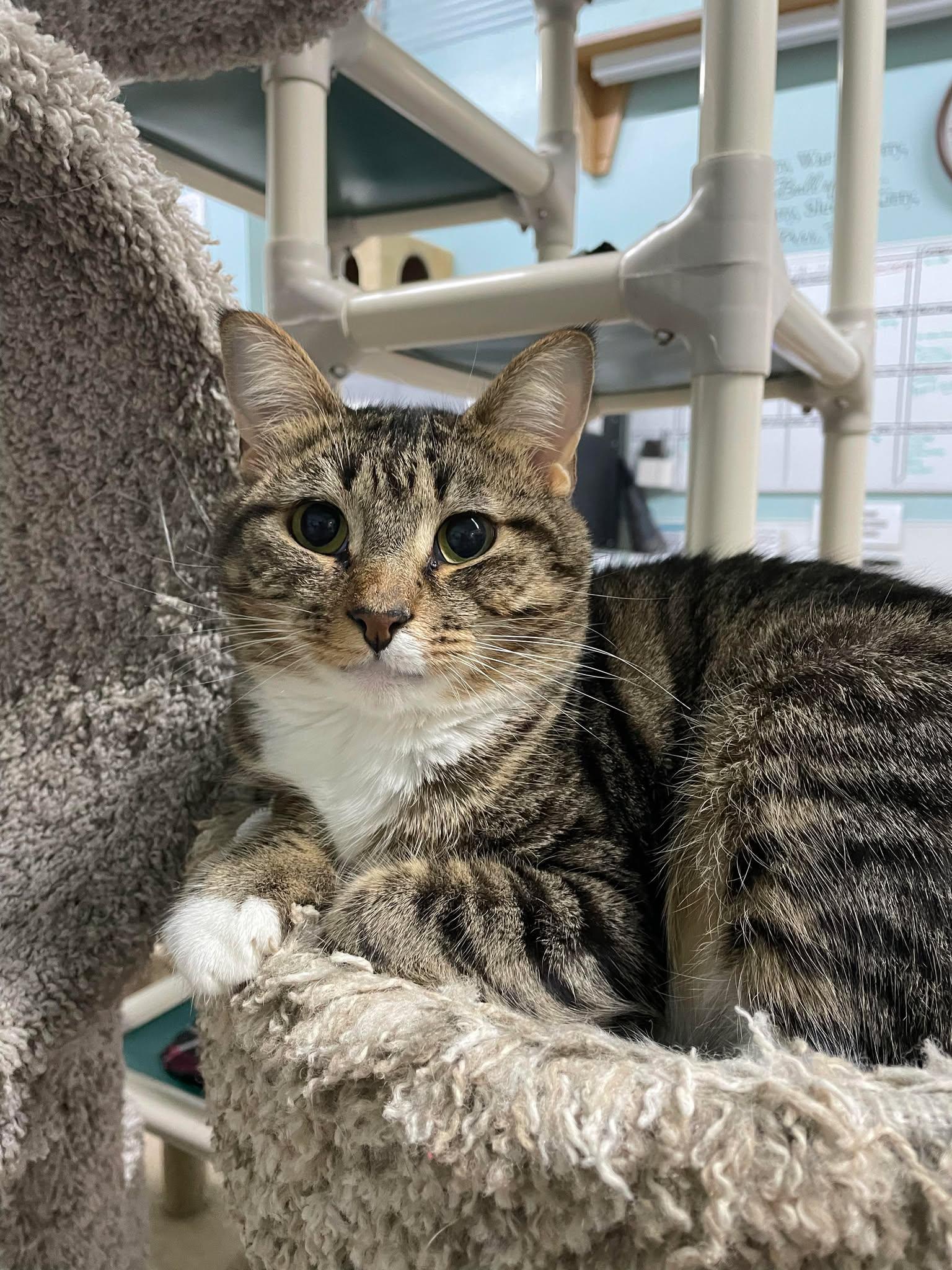 Zander, a Adoptable Domestic Short Hair image 1/3