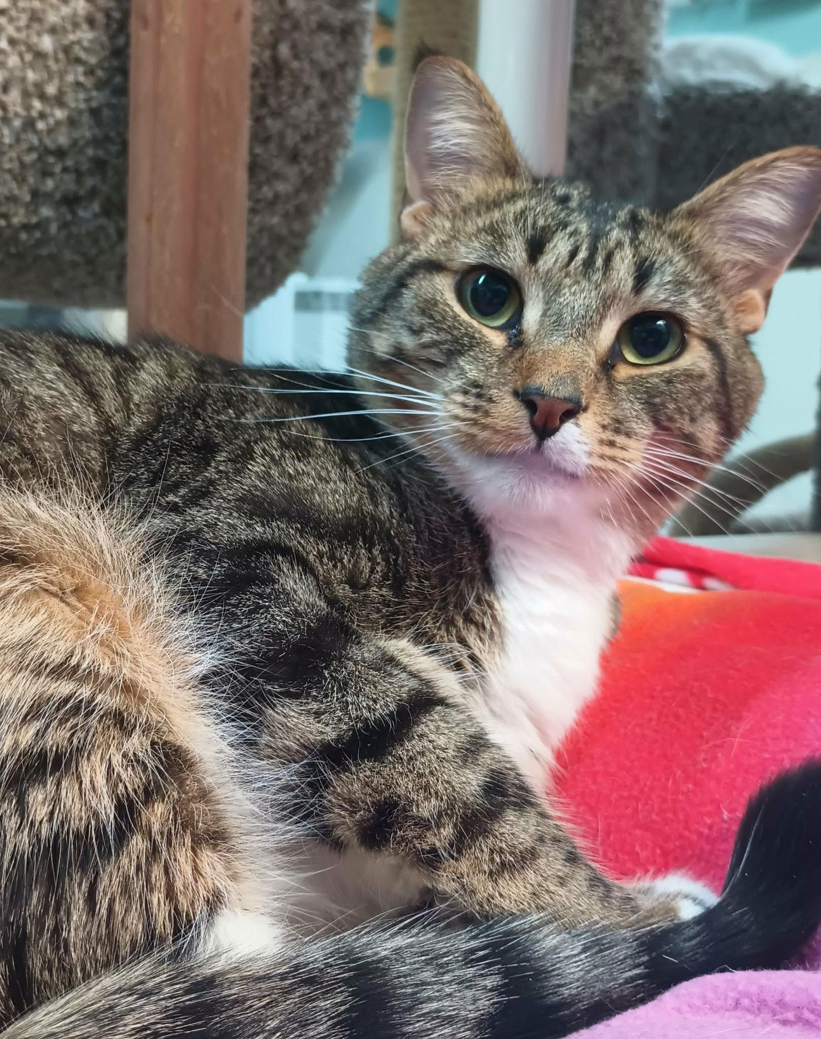 Zander, a Adoptable Domestic Short Hair image 2/3