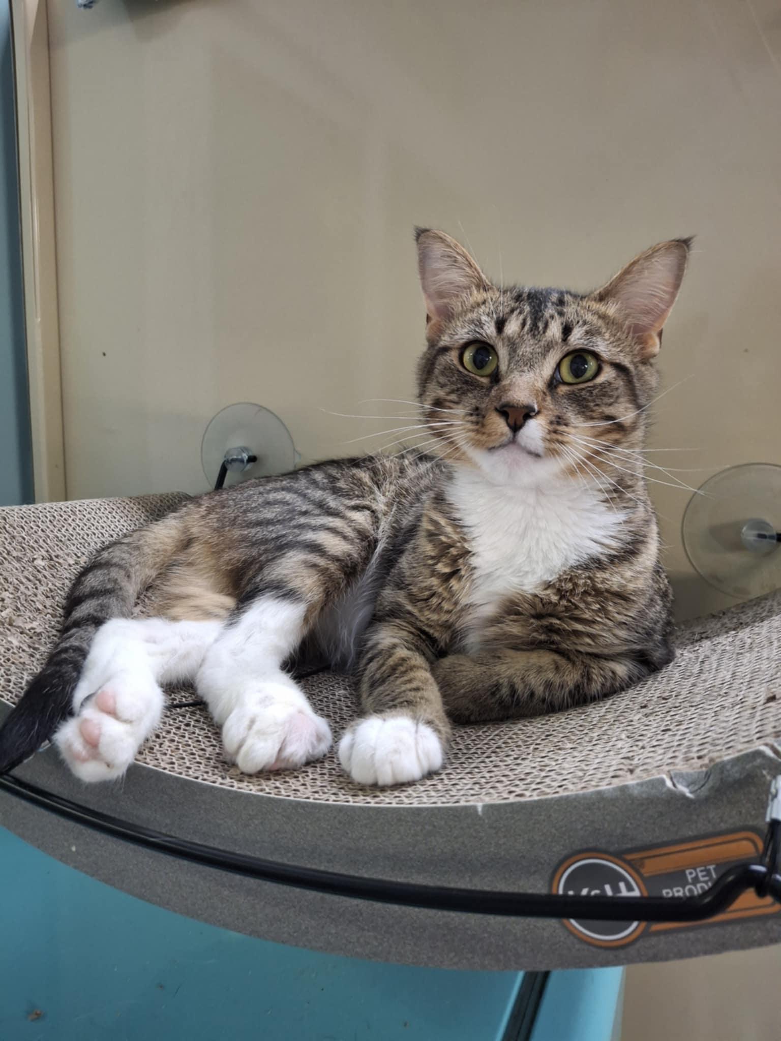 Zander, a Adoptable Domestic Short Hair in Gonic, NH image 3/3