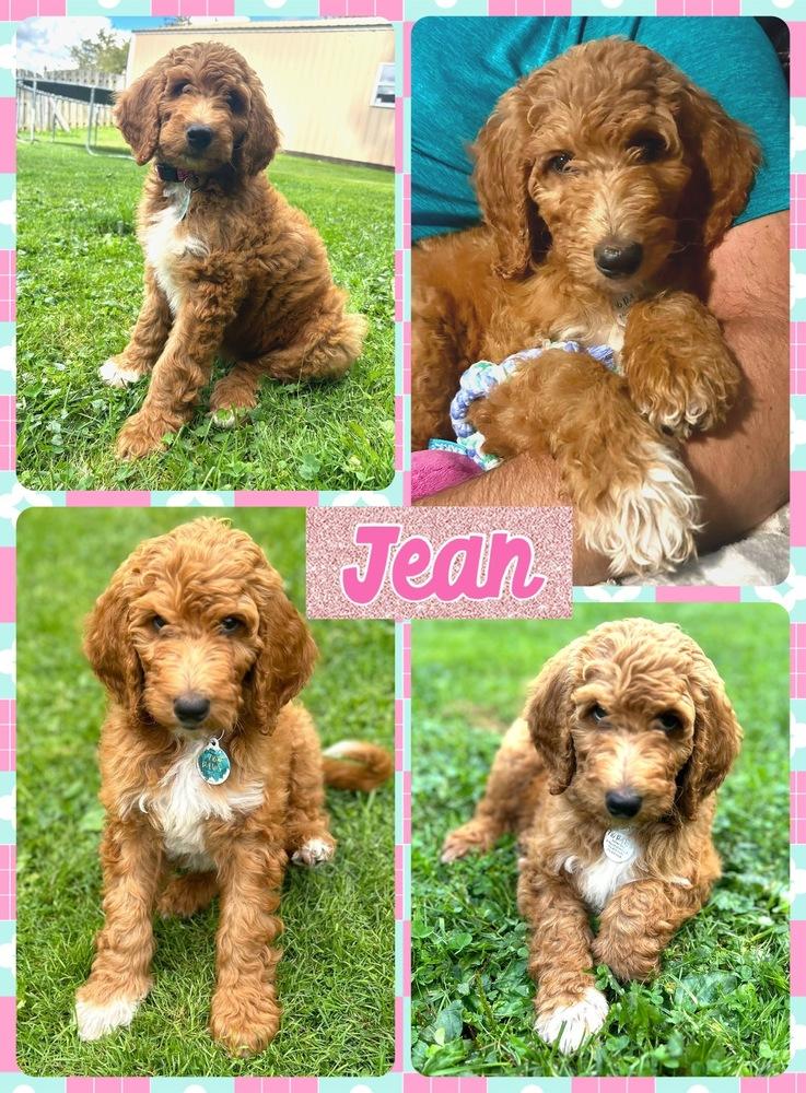 Enlarge Ruby formerly Jean, a Adoptable mixed breed in Amherst, NY image 6/6