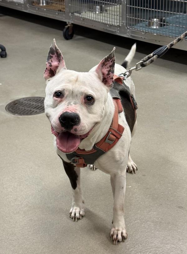 Ra Ra, Adoptable, Adult Female Pit Bull Terrier.