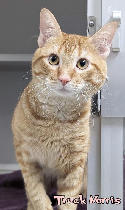 Enlarge Truck Norris, a Adoptable mixed breed in Mason, MI image 1/1