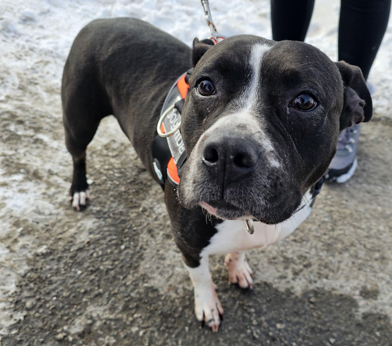 Enlarge Panda, a Adoptable Pit Bull Terrier in Crete, IL image 1/3