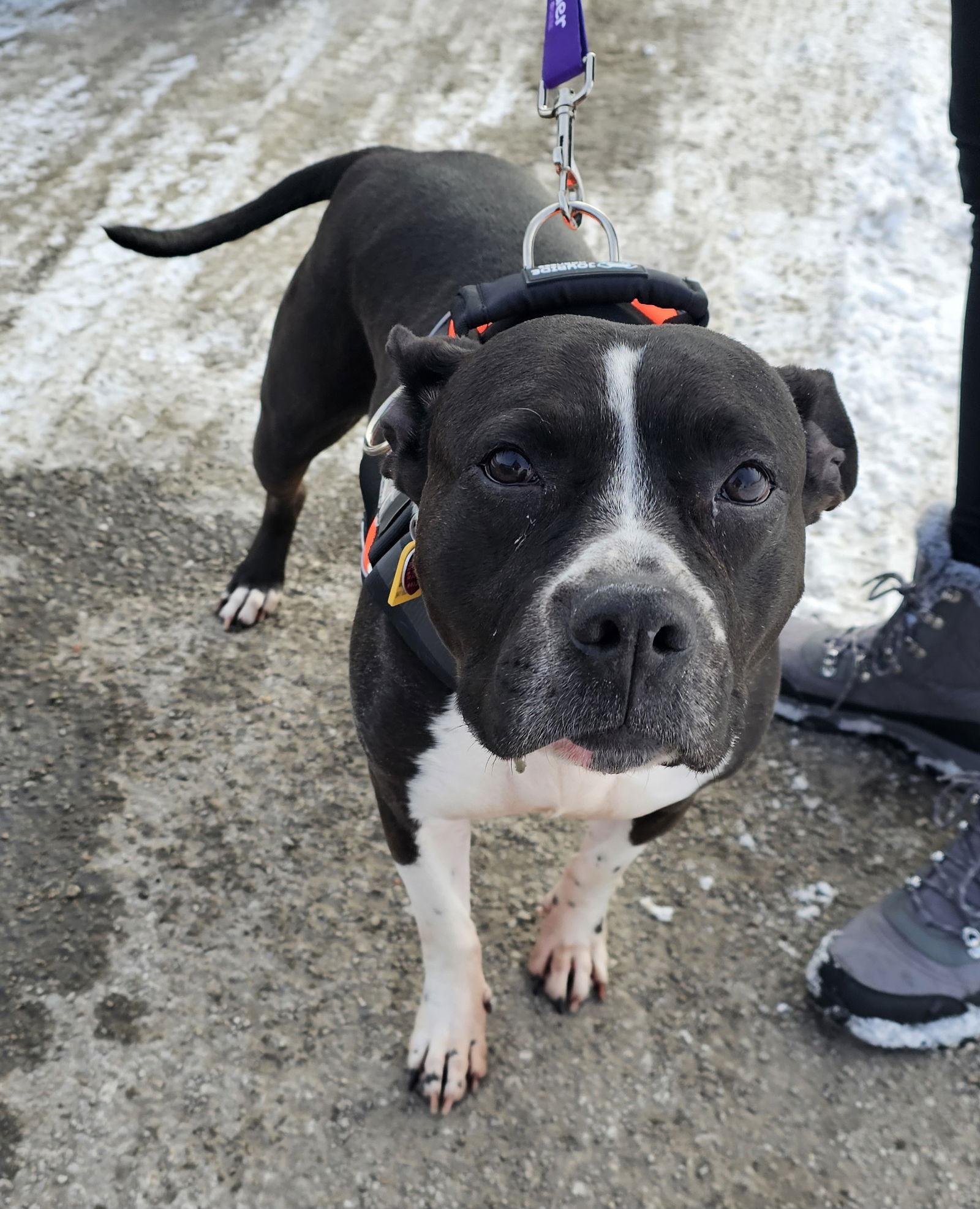 Enlarge Panda, a Adoptable Pit Bull Terrier in Crete, IL image 3/3