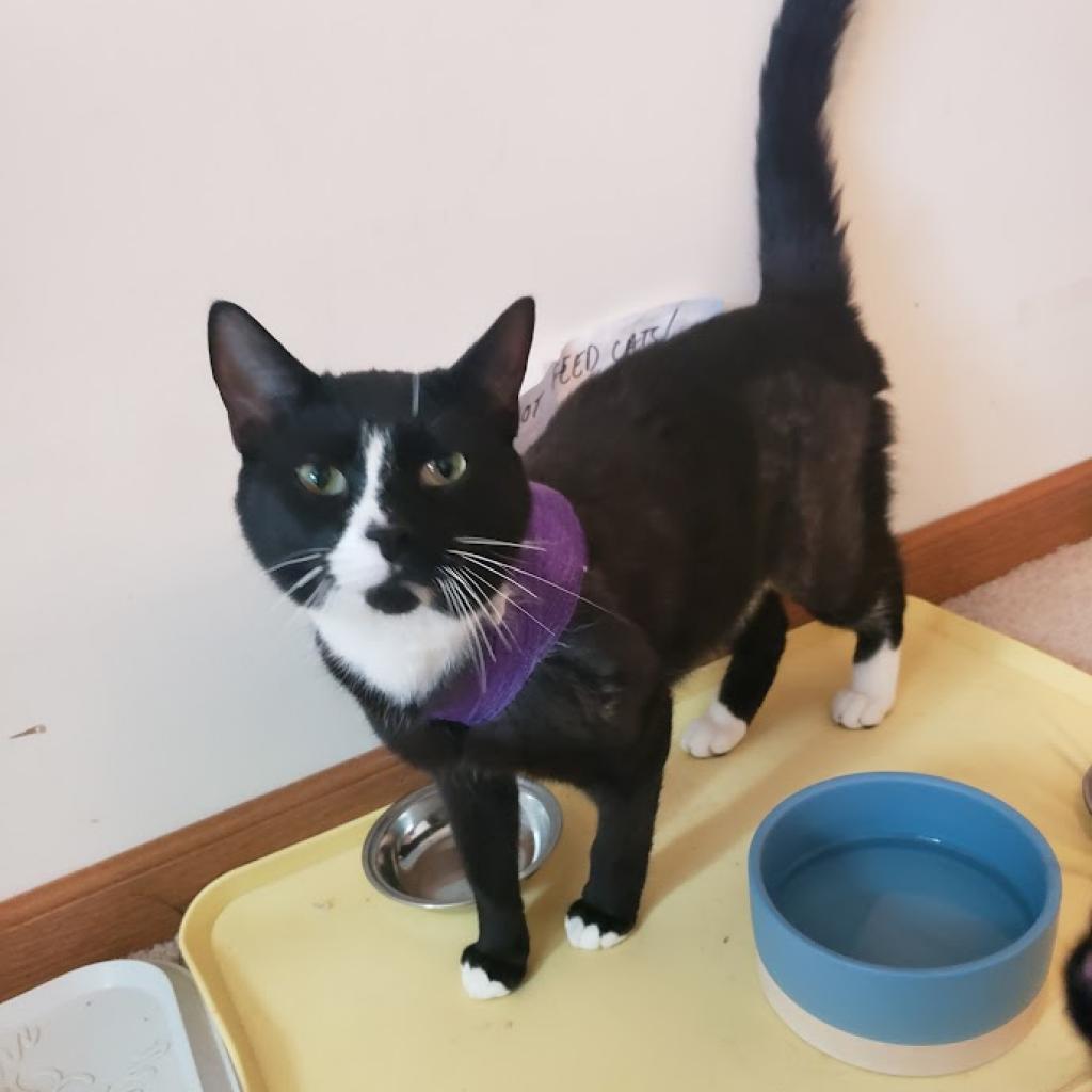 Mickey, Adoptable, Adult Male Domestic Short Hair.