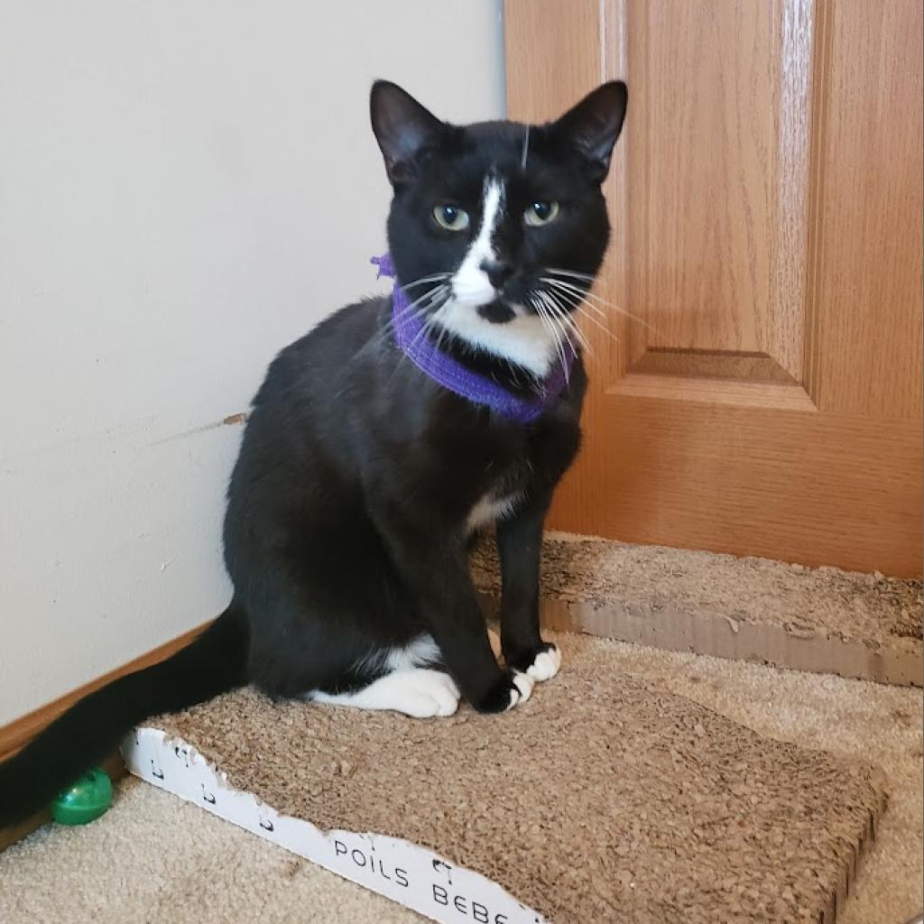 Enlarge Mickey, a Adoptable Domestic Short Hair in Hedgesville, WV image 2/5