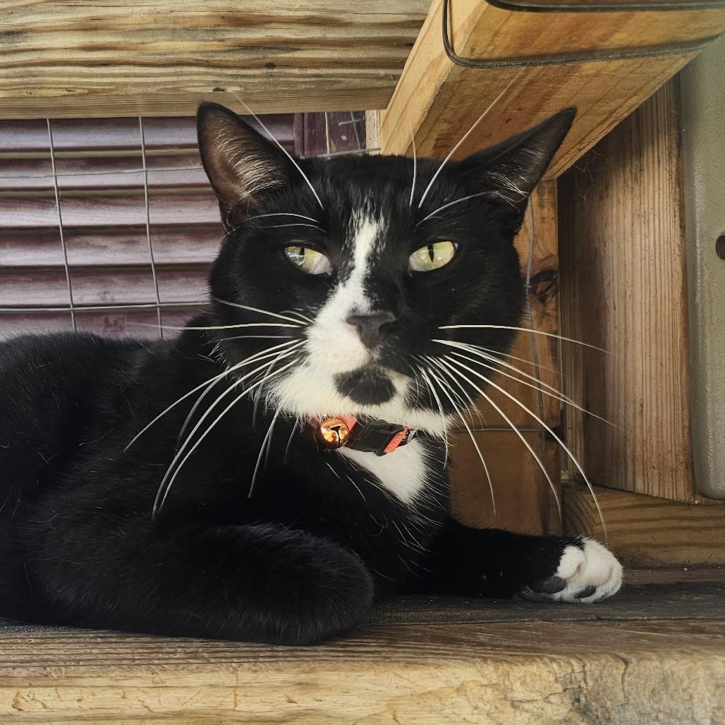 Enlarge Mickey, a Adoptable Domestic Short Hair in Hedgesville, WV image 3/5