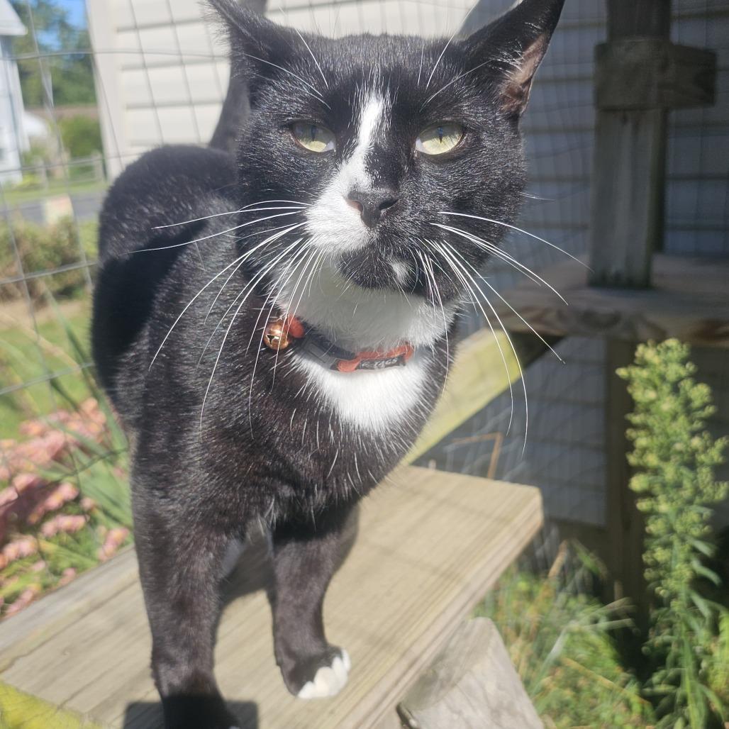 Enlarge Mickey, a Adoptable Domestic Short Hair in Hedgesville, WV image 4/5