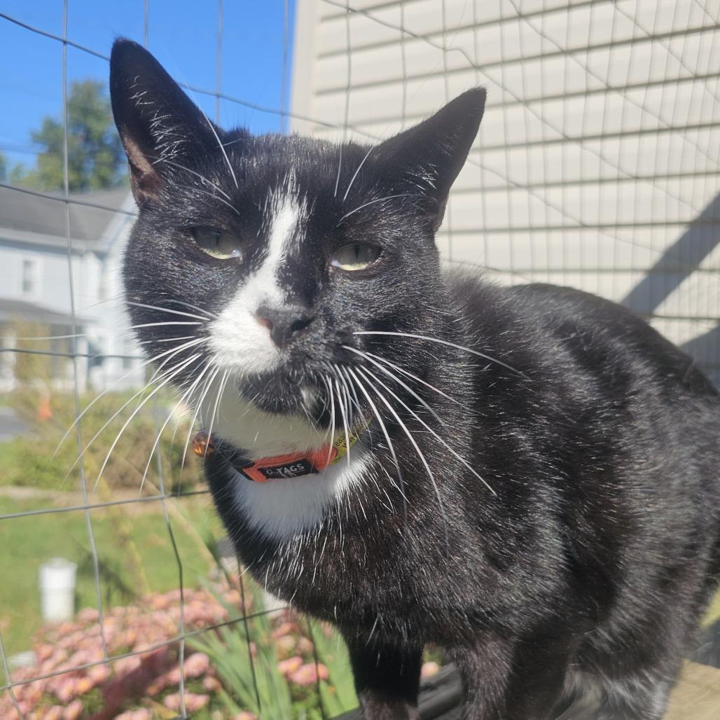 Enlarge Mickey, a Adoptable Domestic Short Hair in Hedgesville, WV image 5/5