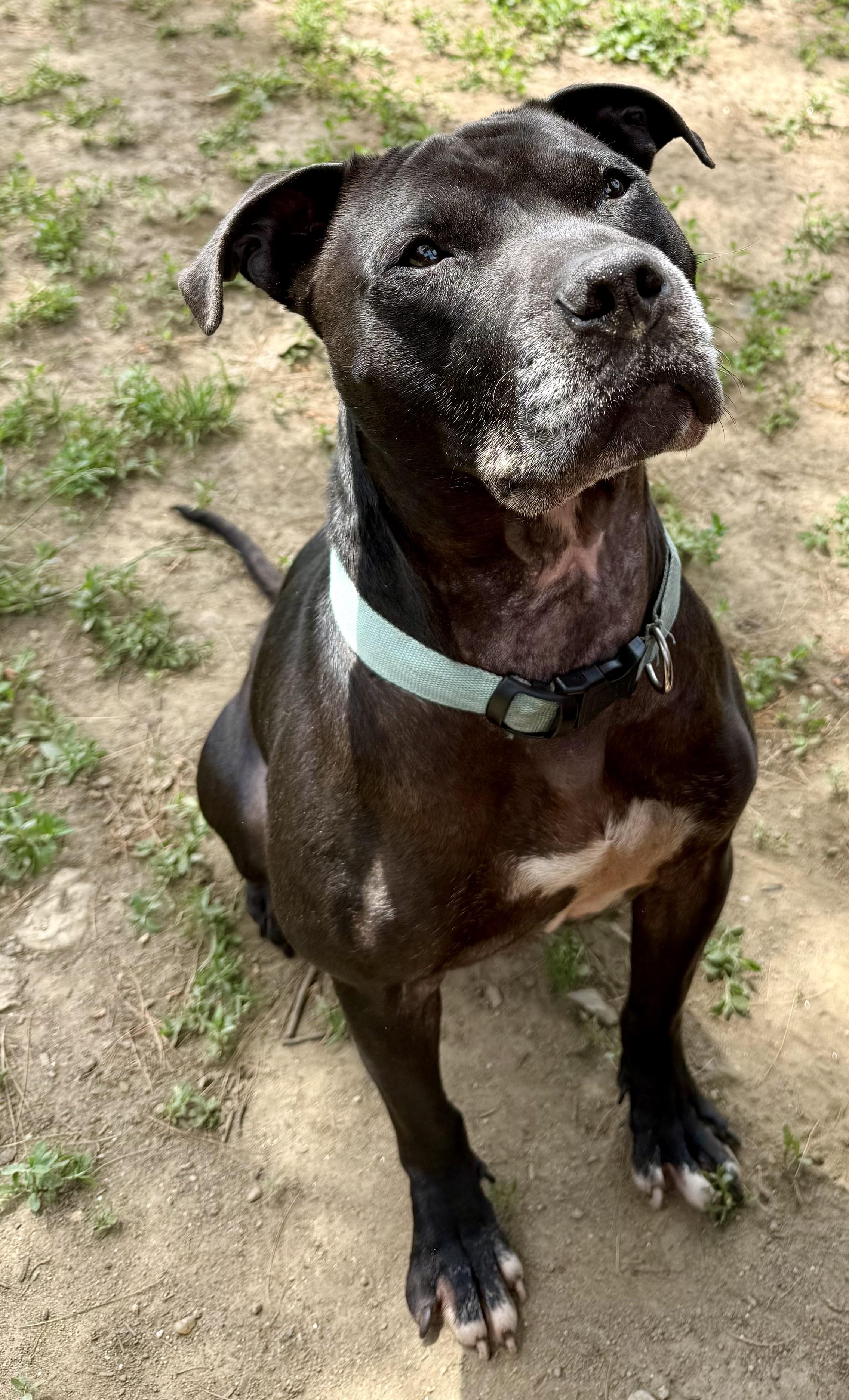 Enlarge Shadow, an adoptable mixed breed in Yonkers, NY image 6/6