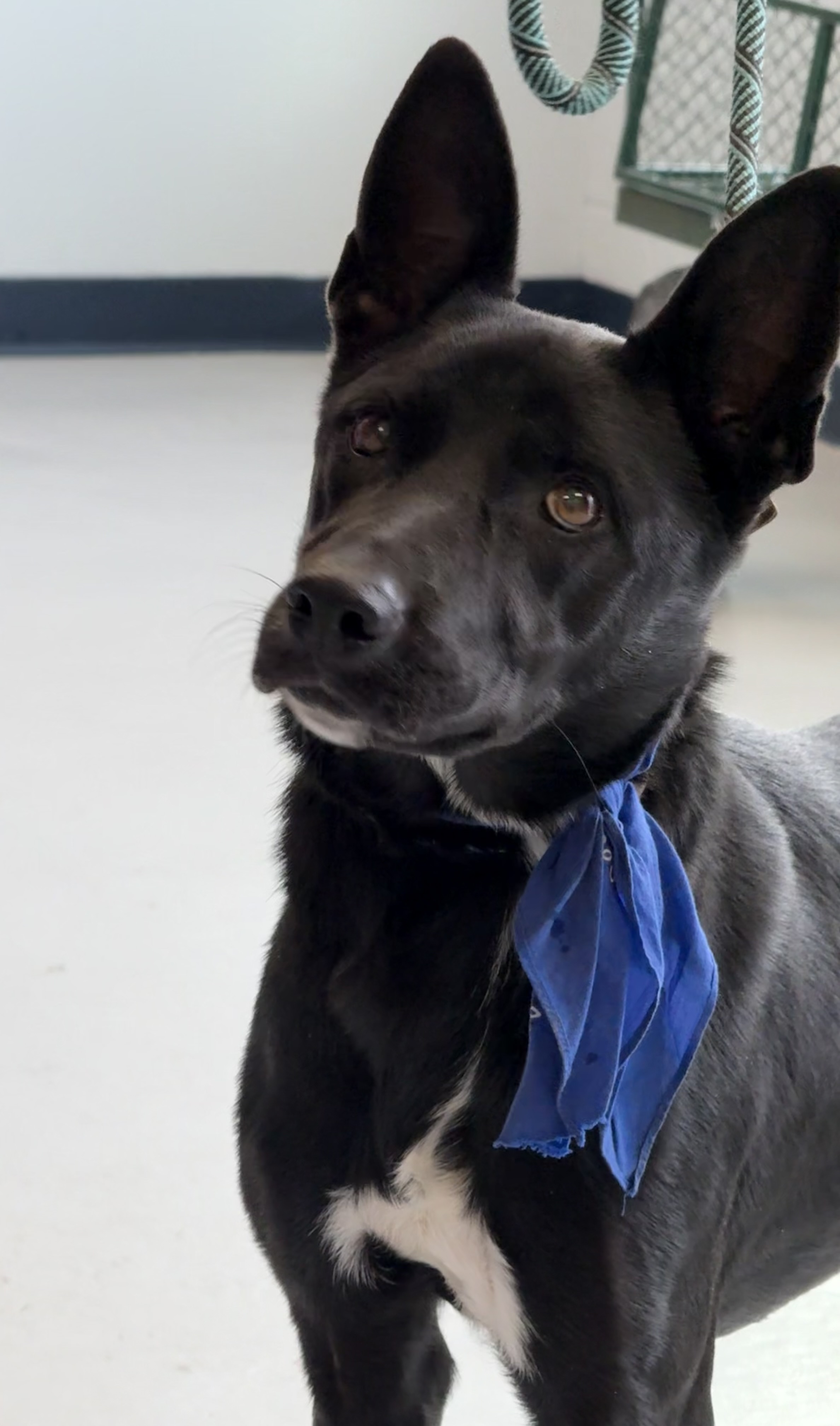 Enlarge Shadow, an adoptable mixed breed in Yonkers, NY image 2/6