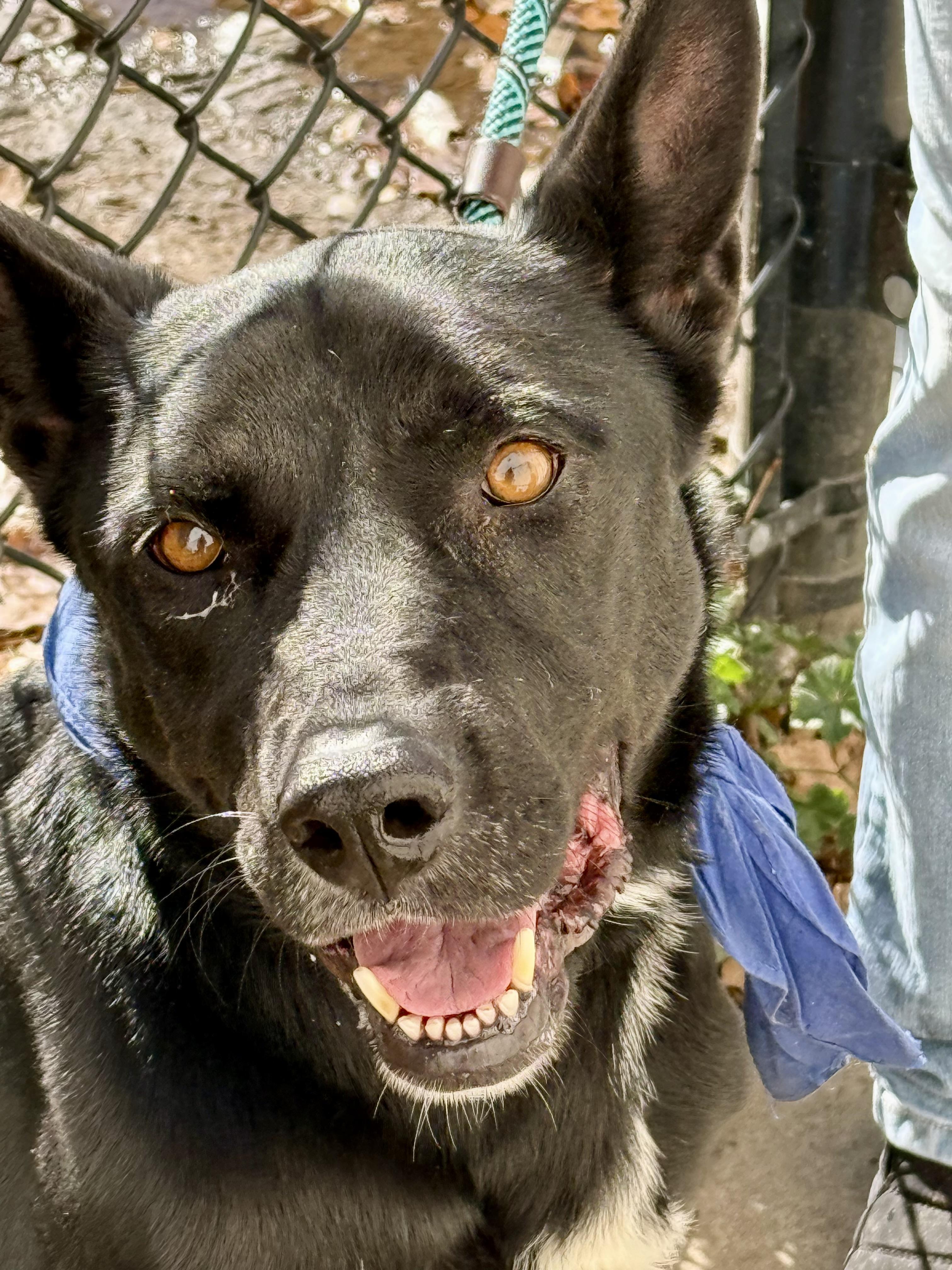 Shadow, adoptable, Young Female Black Labrador Retriever & Shepherd.