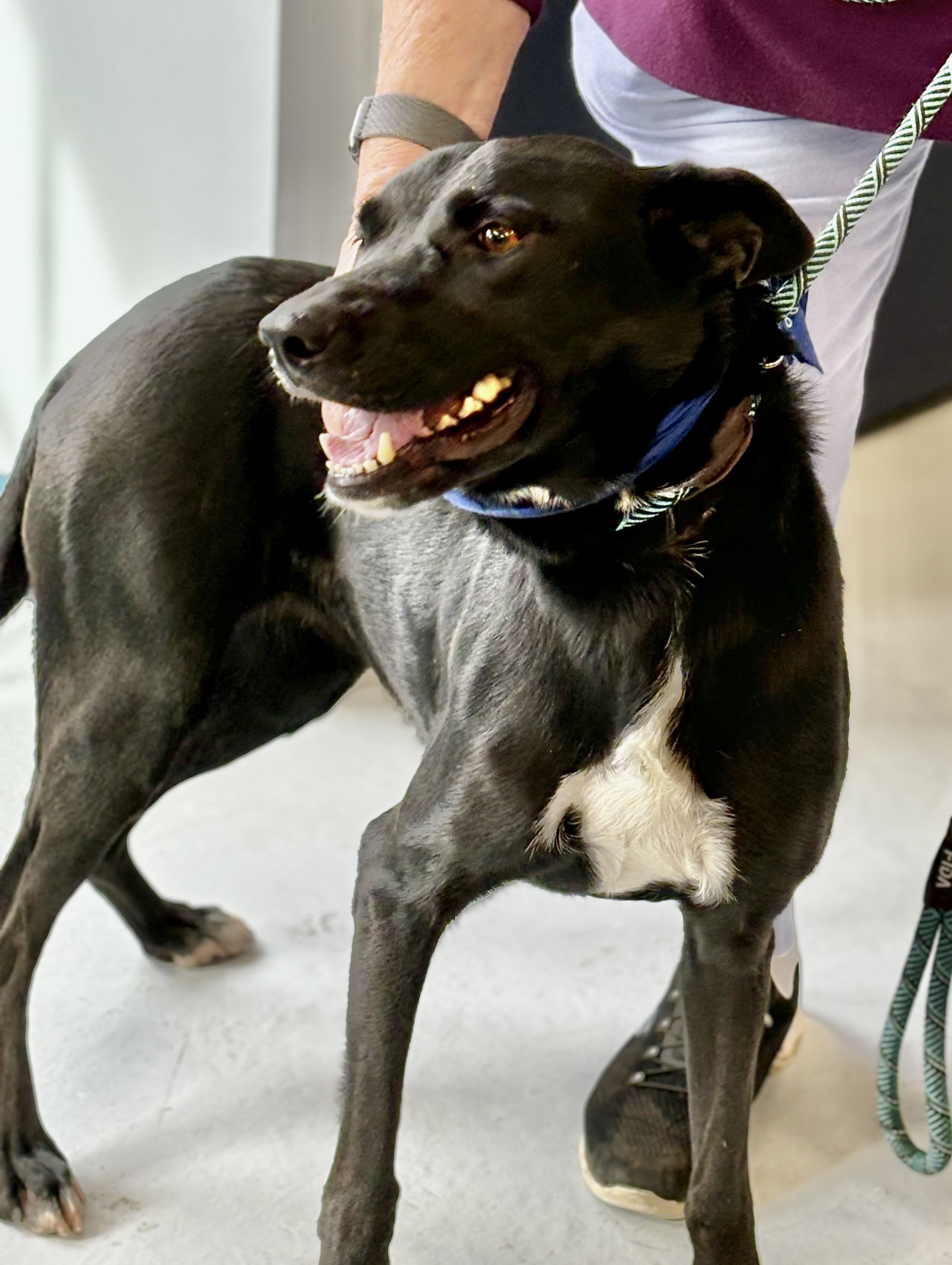 Enlarge Shadow, an adoptable mixed breed in Yonkers, NY image 3/6