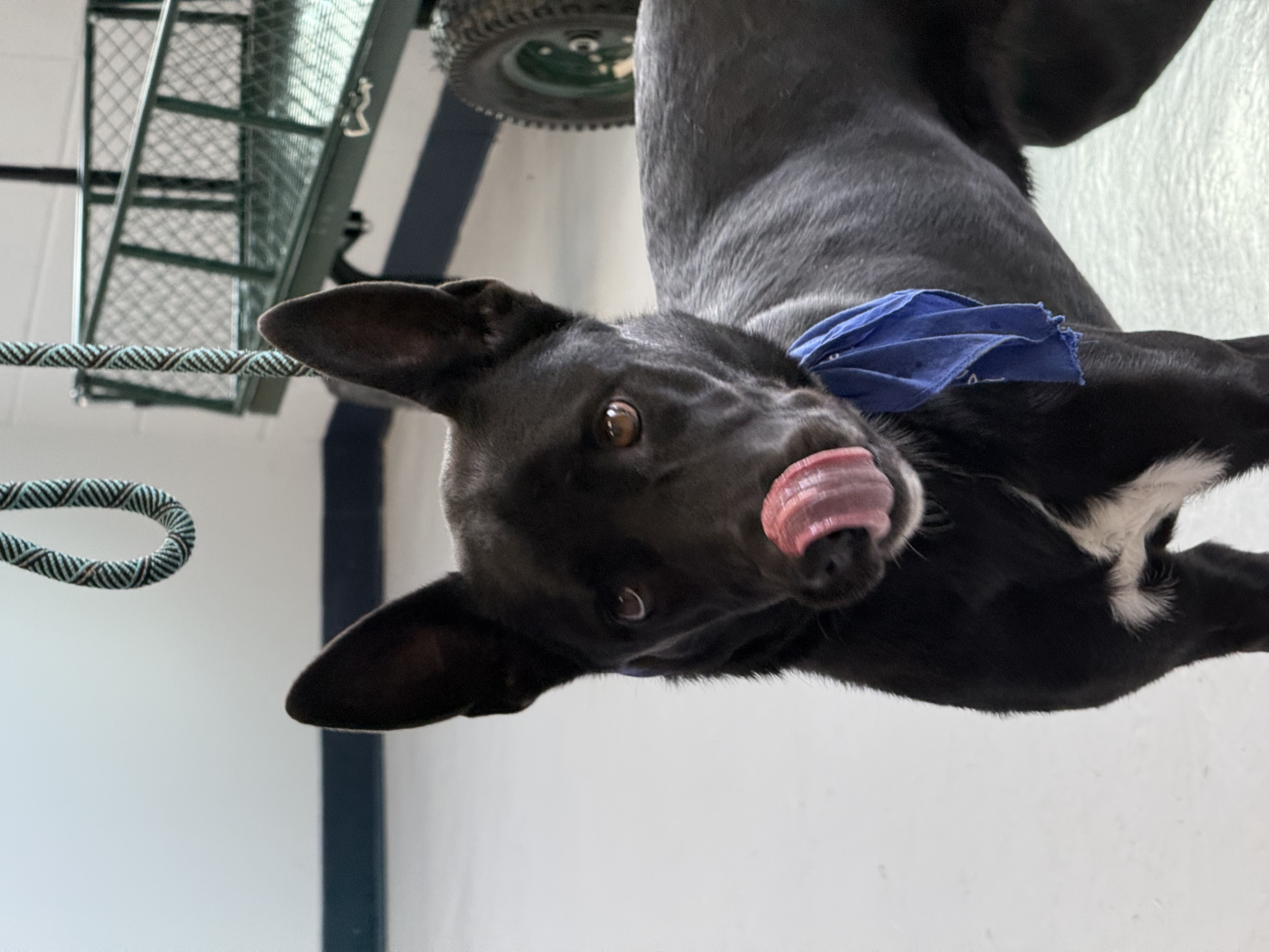 Enlarge Shadow, an adoptable mixed breed in Yonkers, NY image 4/6