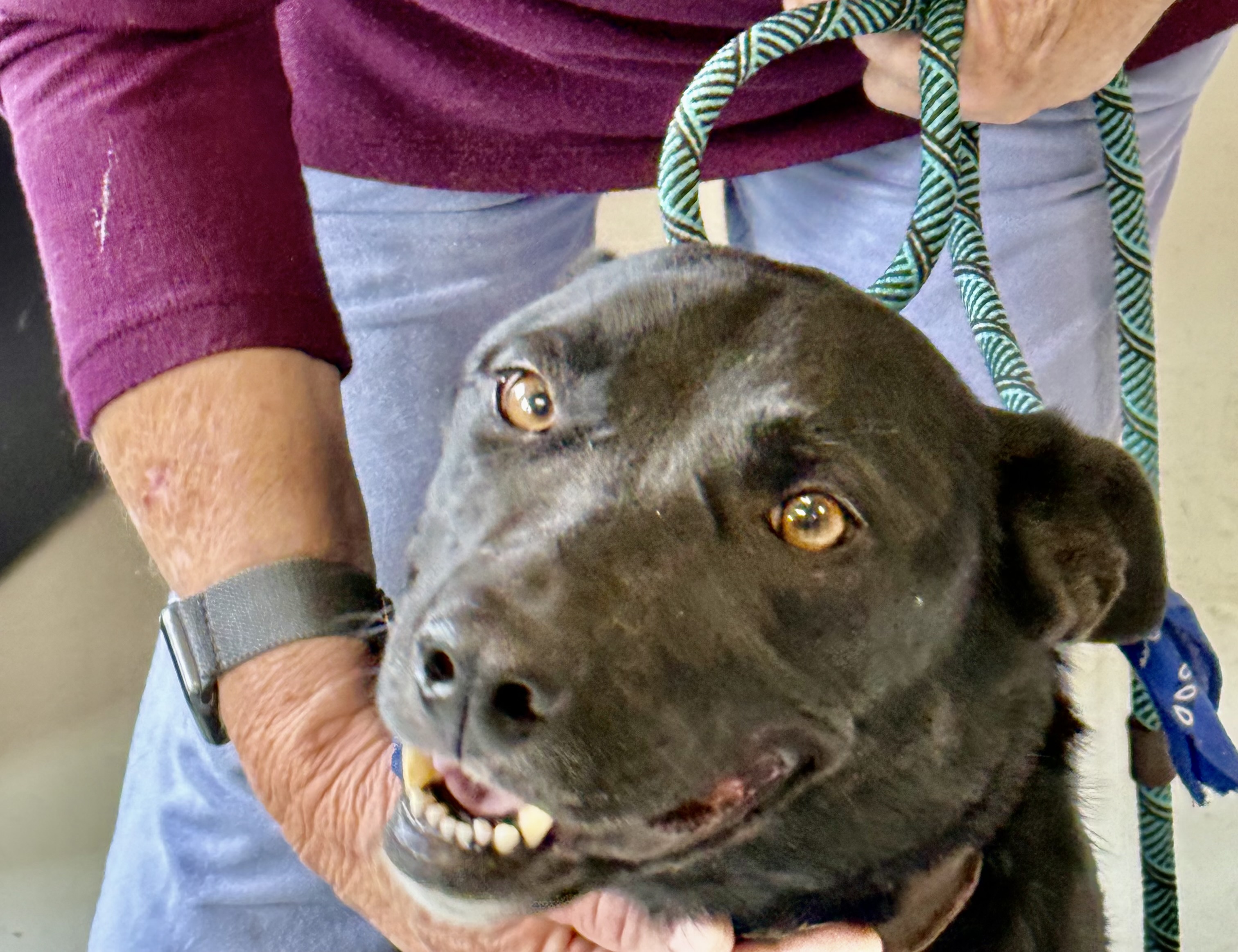 Enlarge Shadow, an adoptable mixed breed in Yonkers, NY image 6/6