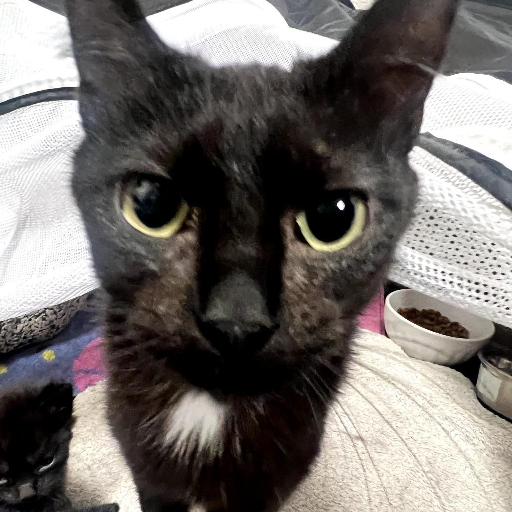 Toast, Adoptable, Adult Female Domestic Short Hair.