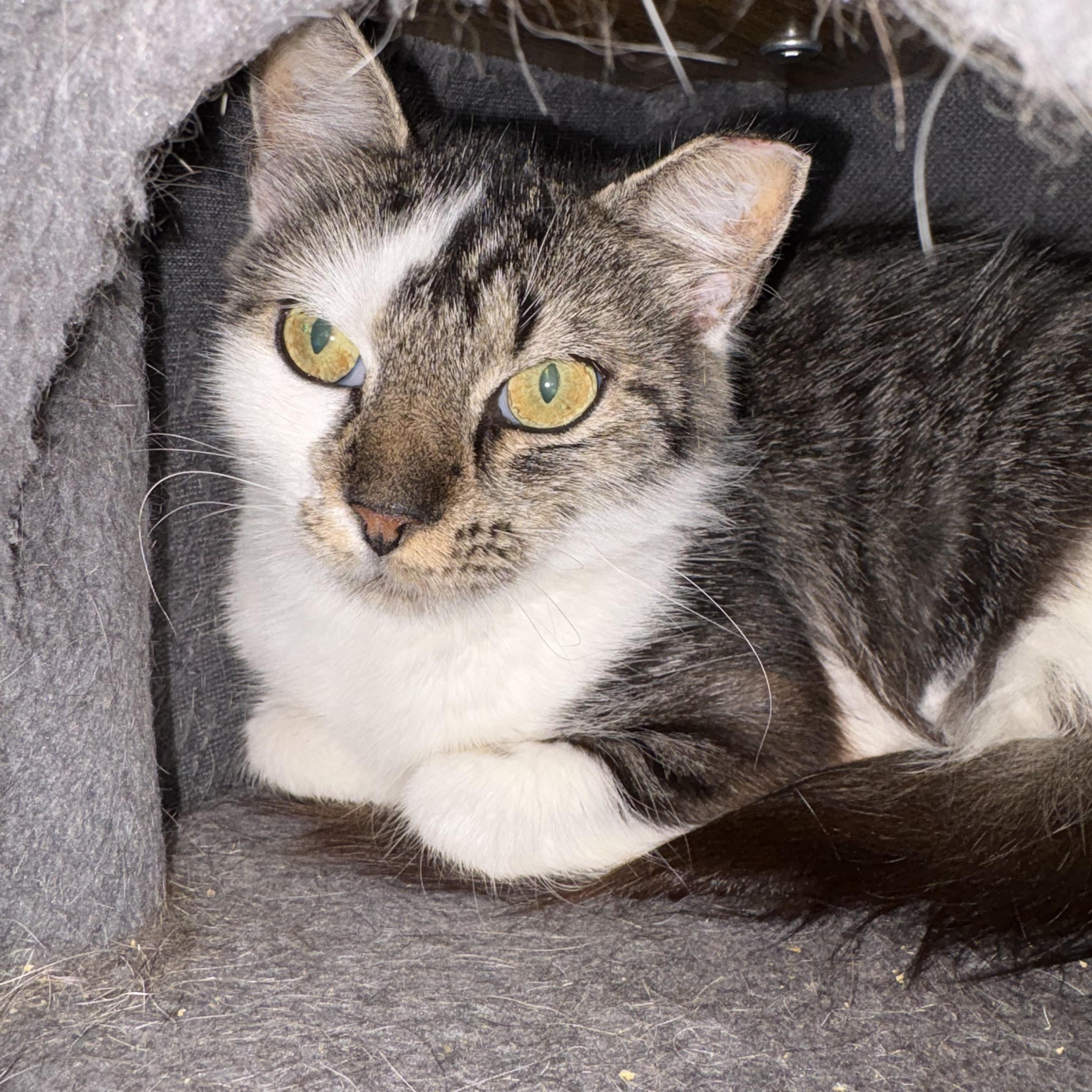 Enlarge Maxine, a Adoptable Domestic Short Hair in Alexandria, VA image 2/4
