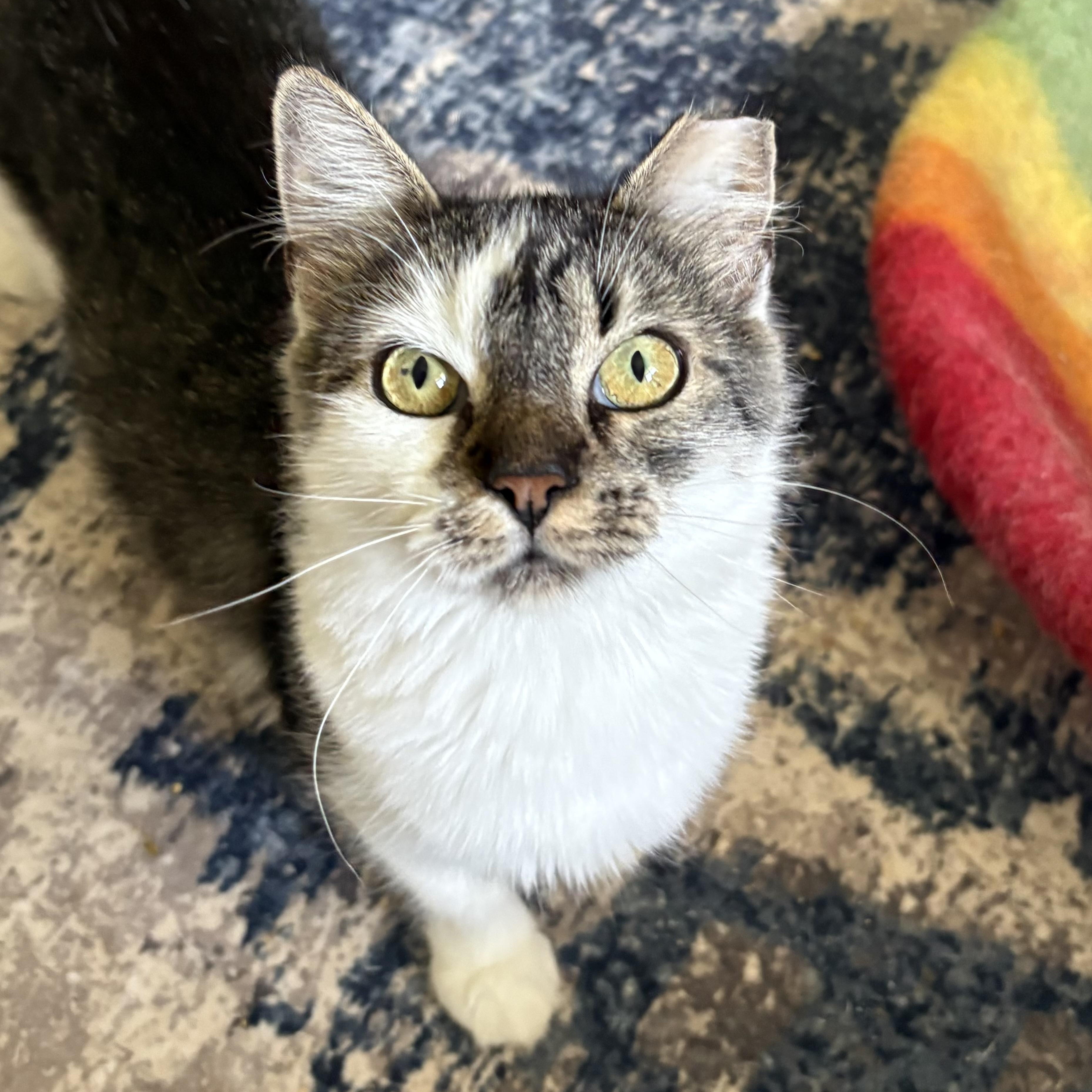 Enlarge Maxine, a Adoptable Domestic Short Hair in Alexandria, VA image 3/4