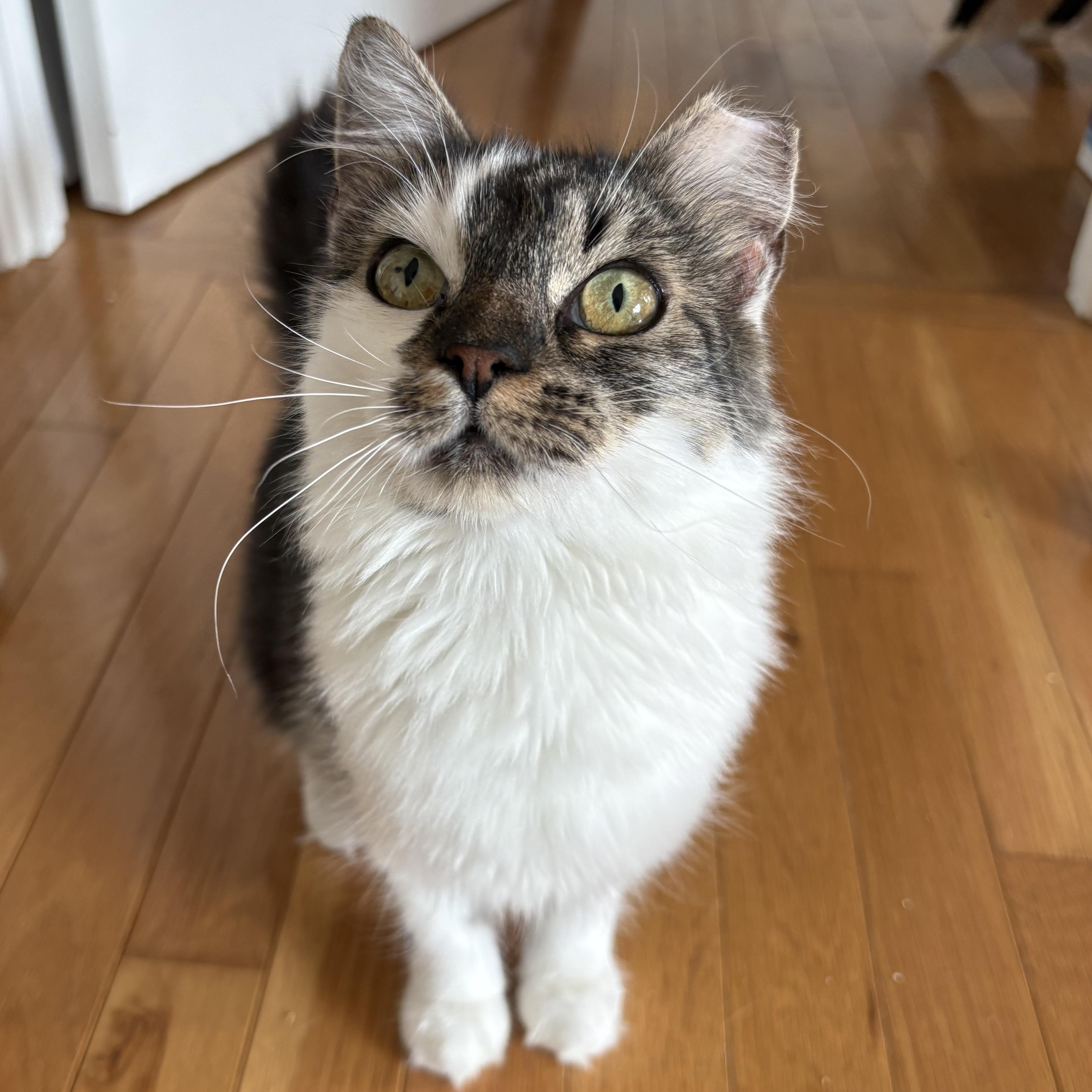Enlarge Maxine, a Adoptable Domestic Short Hair in Alexandria, VA image 1/4