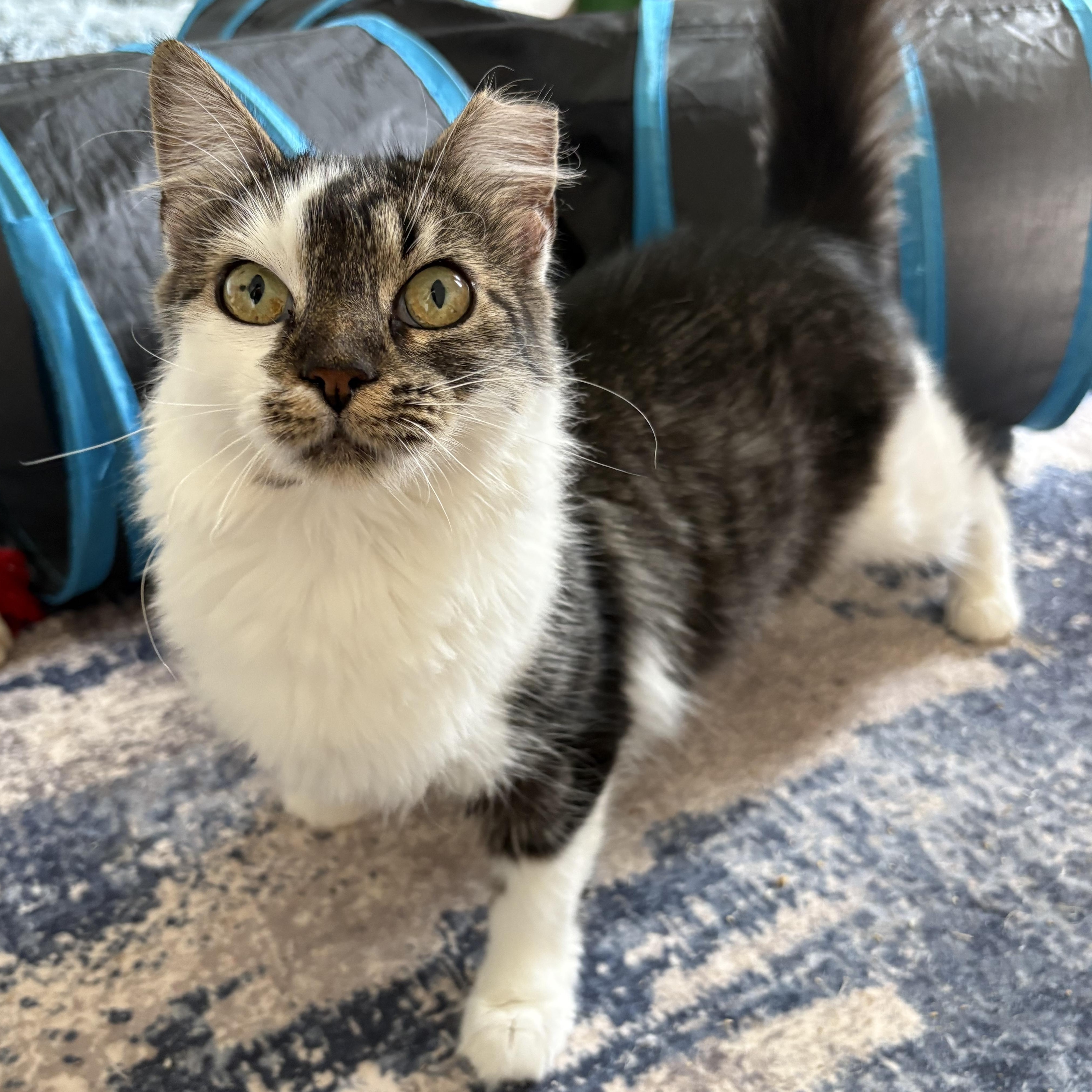 Enlarge Maxine, a Adoptable Domestic Short Hair in Alexandria, VA image 4/4