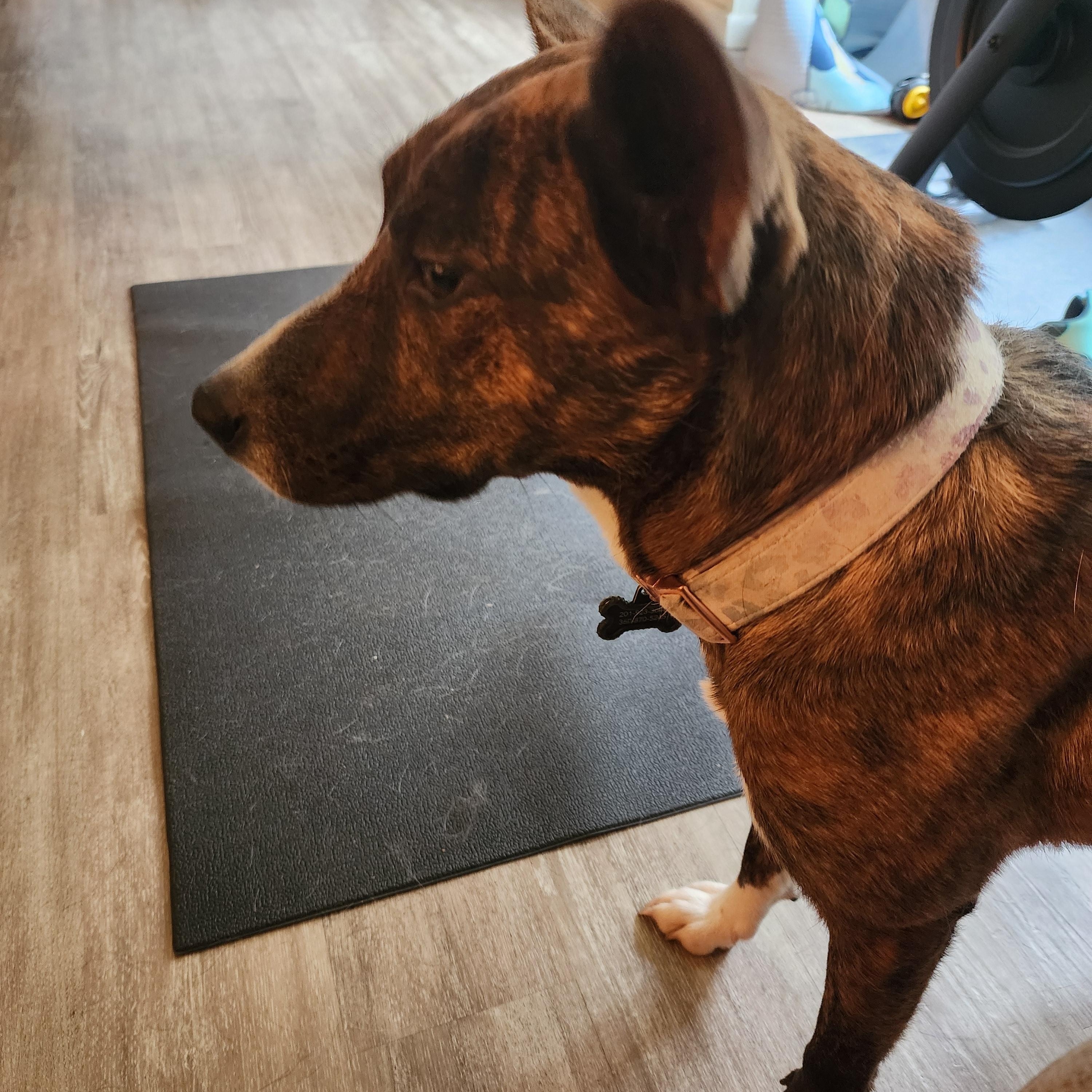 Enlarge Daisy, a Adoptable mixed breed in McKenna, WA image 2/3