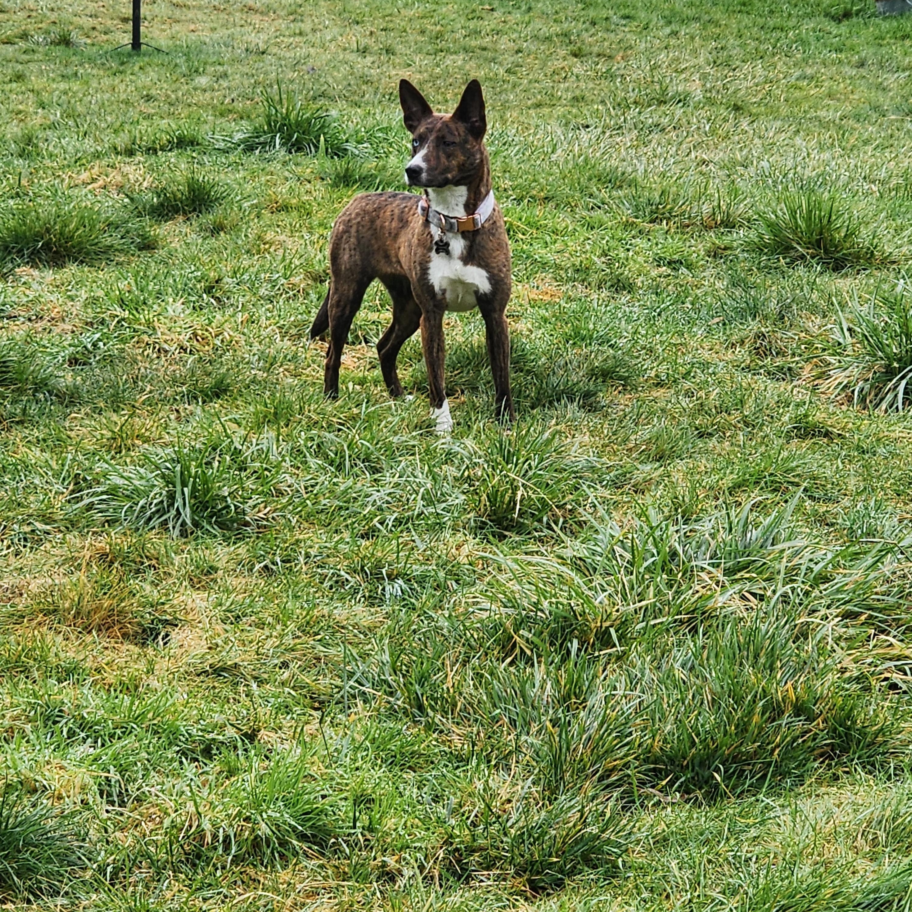 Enlarge Daisy, a Adoptable mixed breed in McKenna, WA image 1/3