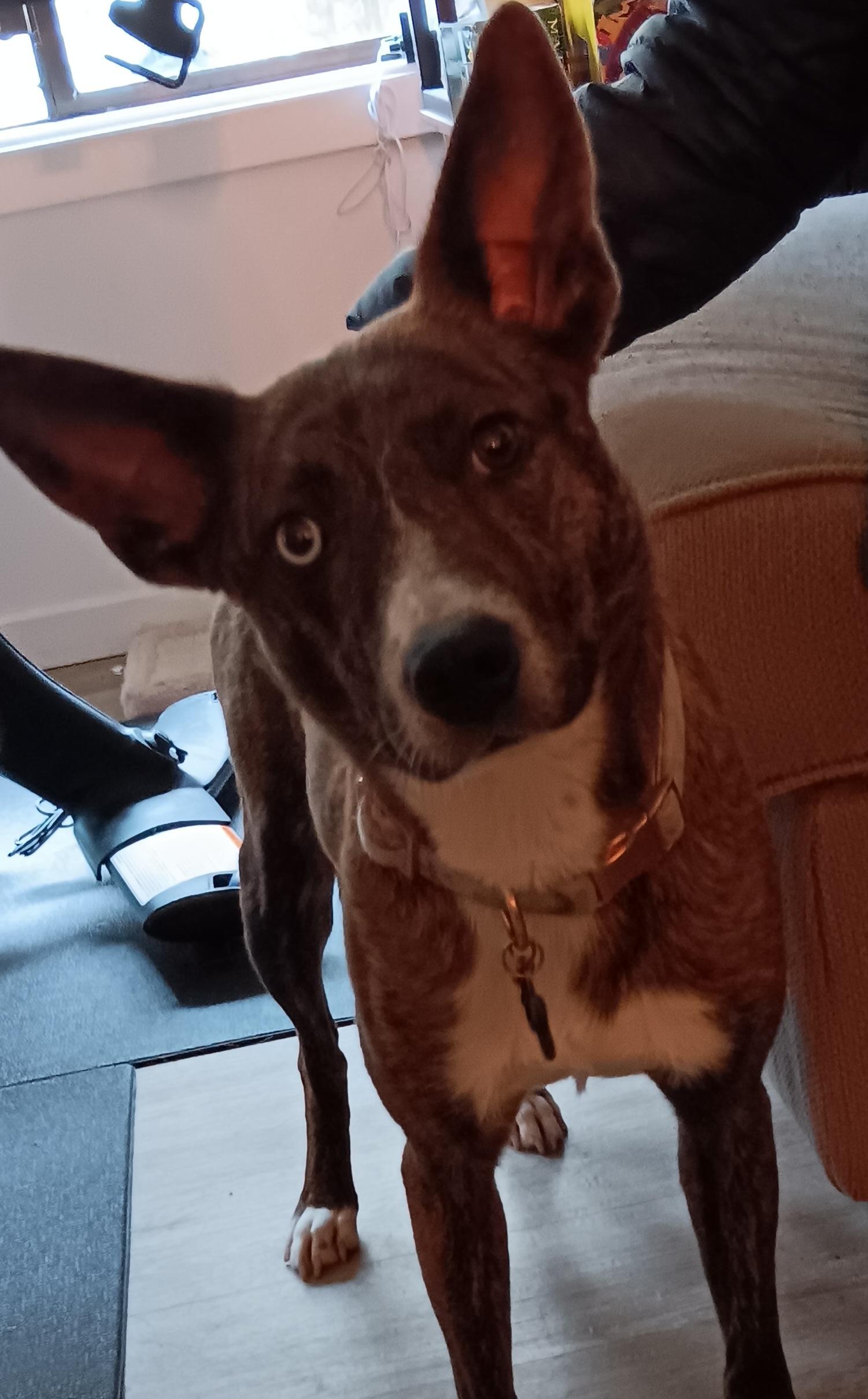 Enlarge Daisy, a Adoptable mixed breed in McKenna, WA image 3/3