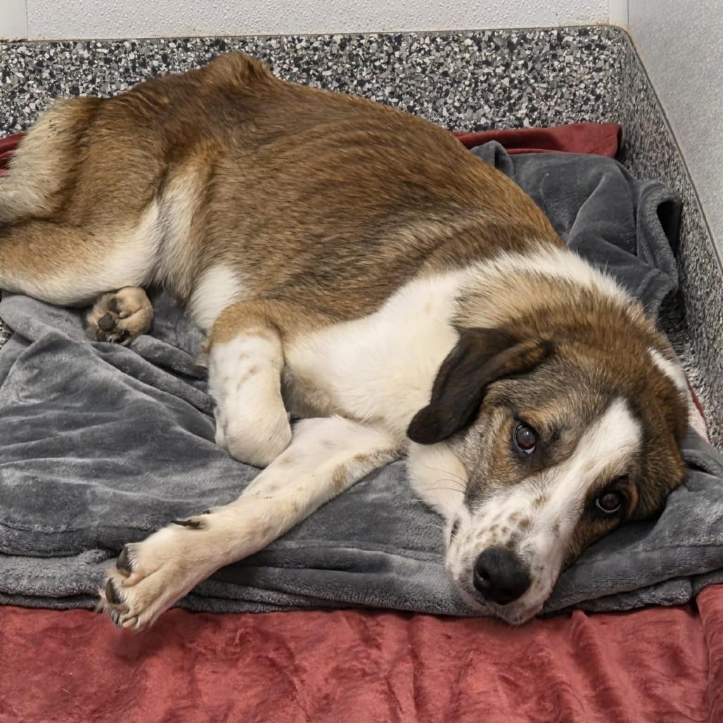 Boomer, Adoptable, Adult Male Border Collie & Great Pyrenees.