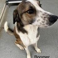 Boomer, a Adoptable mixed breed in Kingman, KS image 3/3