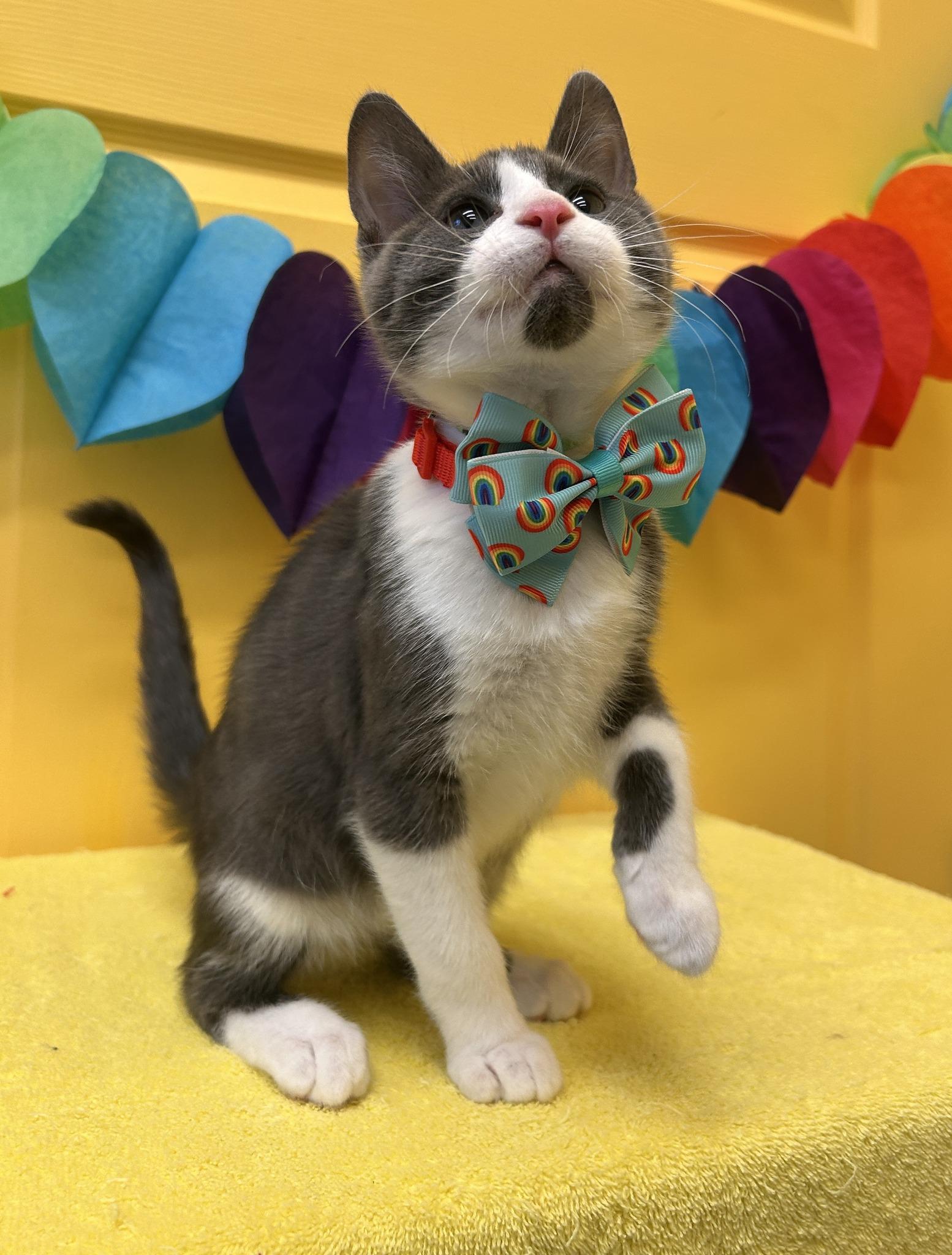 Frappuccino, an adoptable Domestic Short Hair in Drumheller, AB, T0J 0Y0 | Photo Image 1