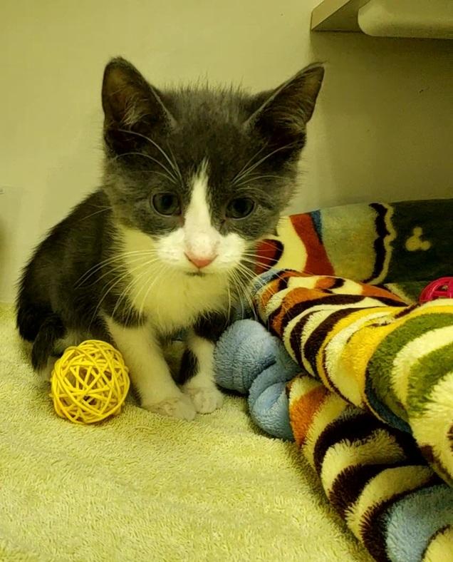 Frappuccino, an adoptable Domestic Short Hair in Drumheller, AB, T0J 0Y0 | Photo Image 2