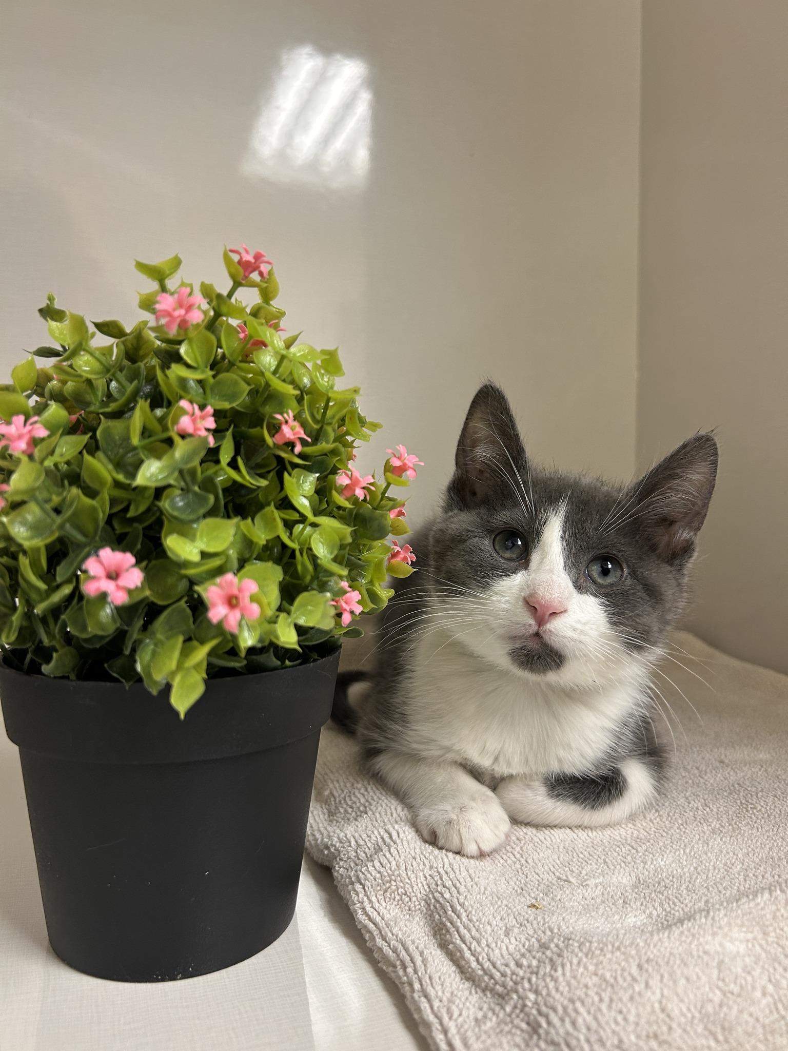 Frappuccino, an adoptable Domestic Short Hair in Drumheller, AB, T0J 0Y0 | Photo Image 3