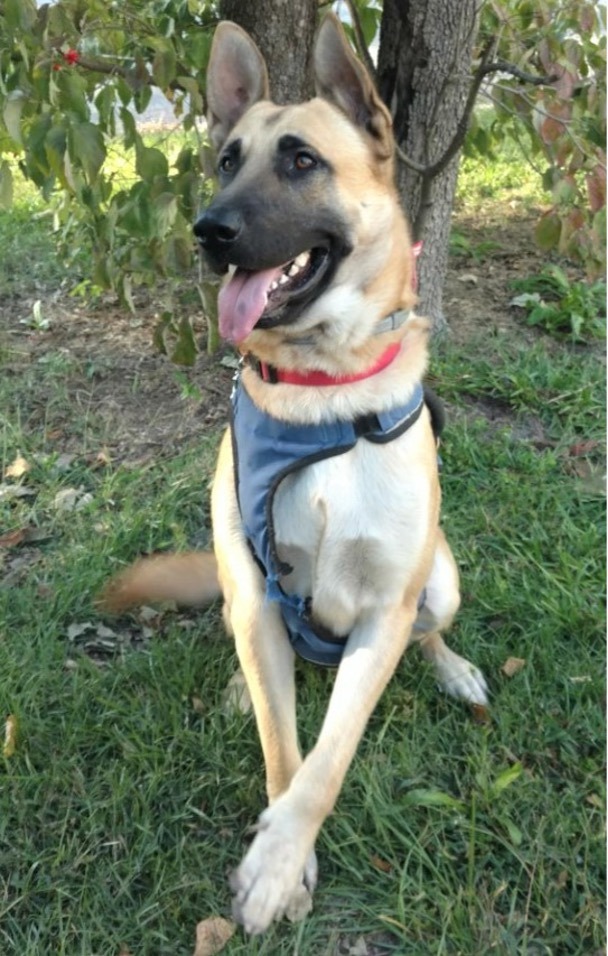 Major, a Adoptable German Shepherd Dog in Selma, NC image 2/2