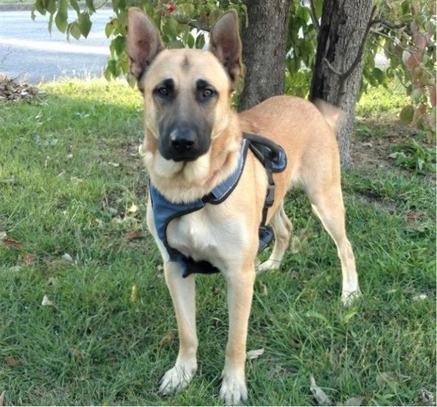 Major, Adoptable, Adult Male German Shepherd Dog.