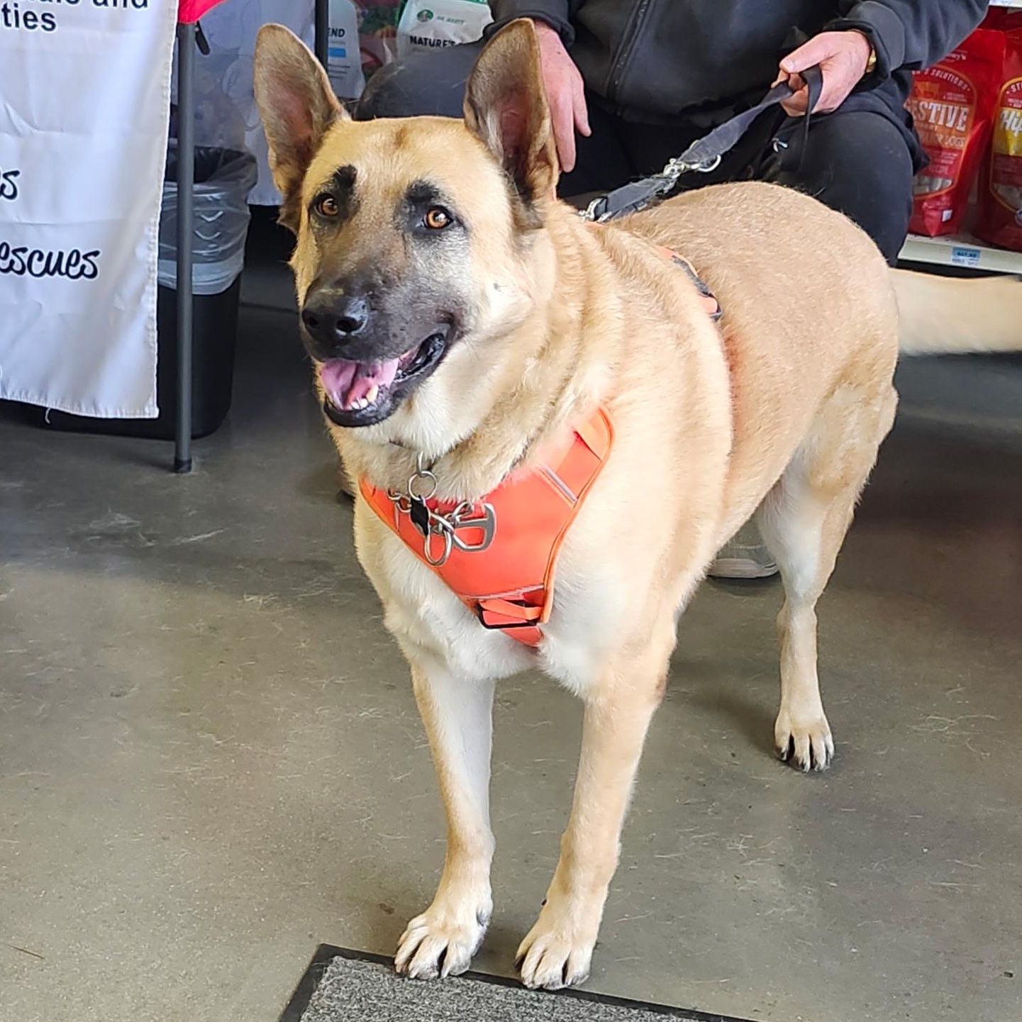 Enlarge Major, a Adoptable German Shepherd Dog in Selma, NC image 1/3