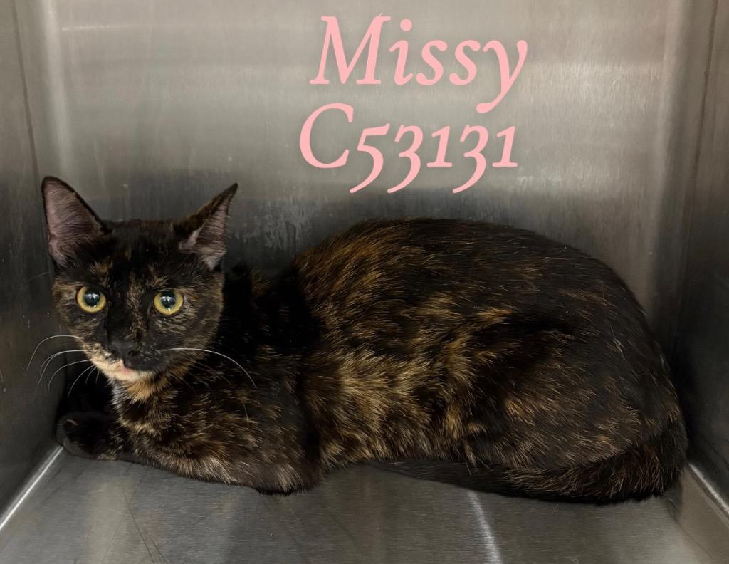 Enlarge Missy, a Adoptable mixed breed in Clarksville, TN image 1/1