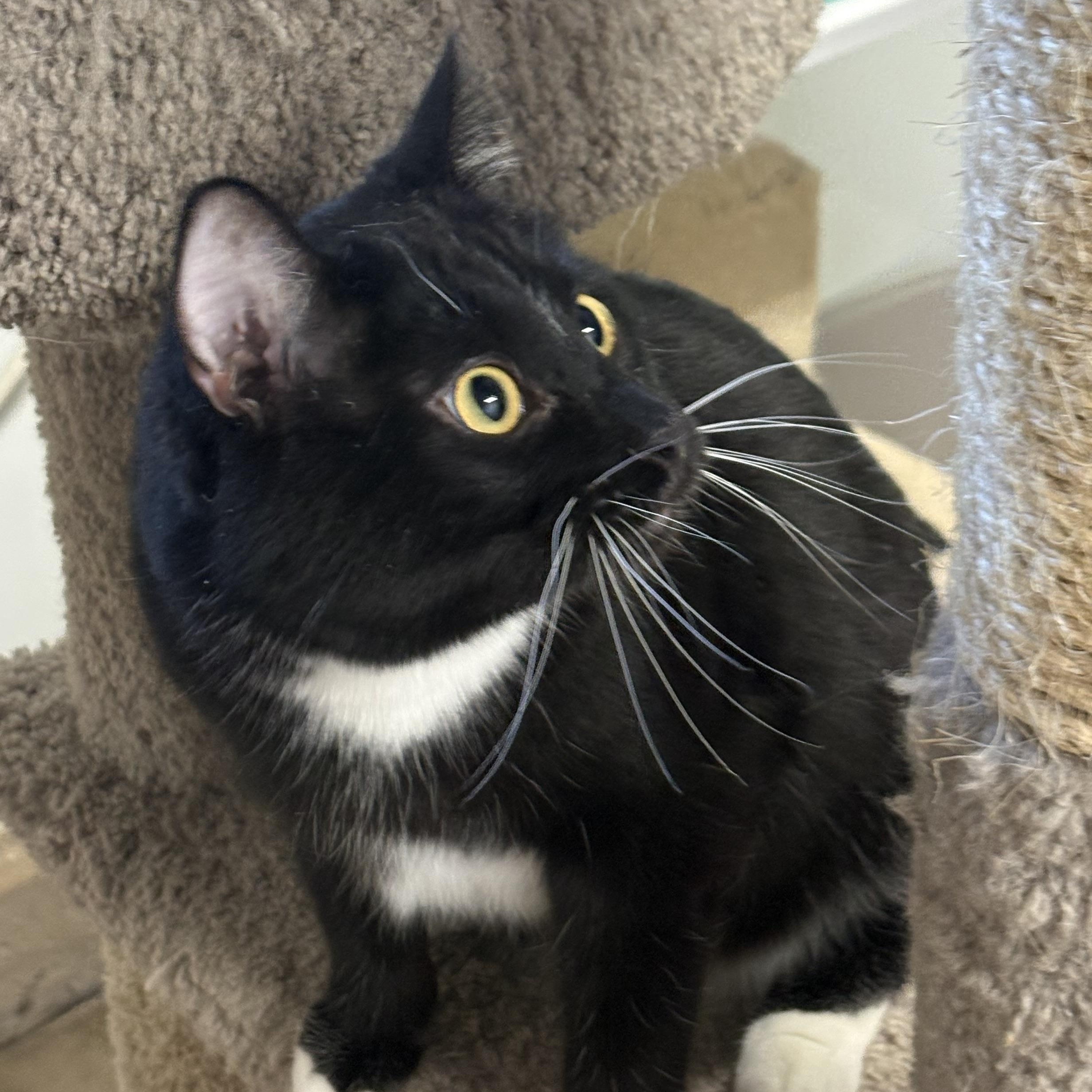Tumbler, a ADOPTABLE Domestic Short Hair in Solon, IA image 2/5