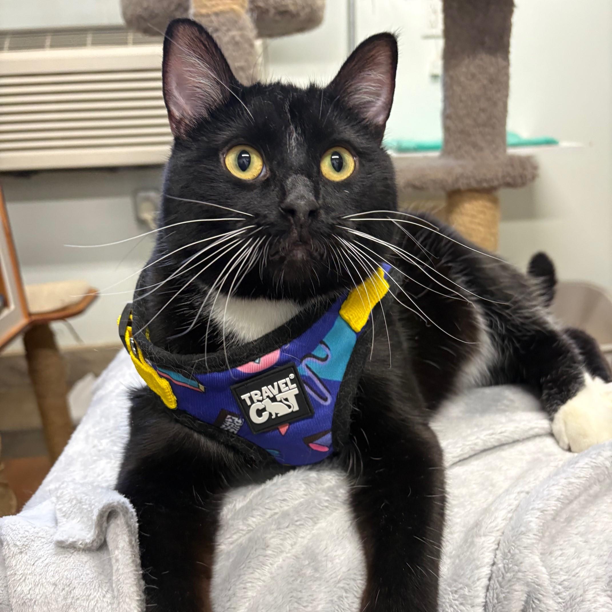 Tumbler, a ADOPTABLE Domestic Short Hair in Solon, IA image 3/5