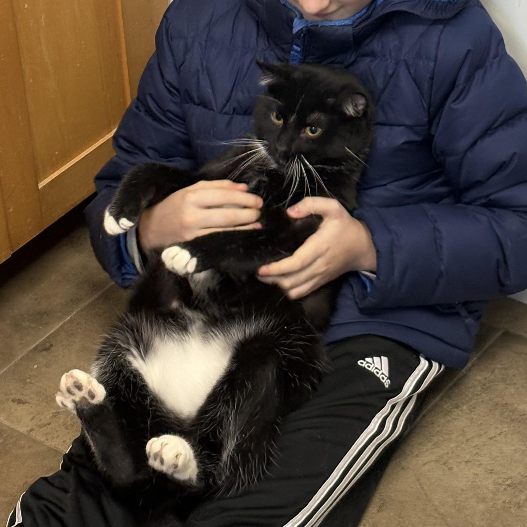 Tumbler, a ADOPTABLE Domestic Short Hair in Solon, IA image 5/5