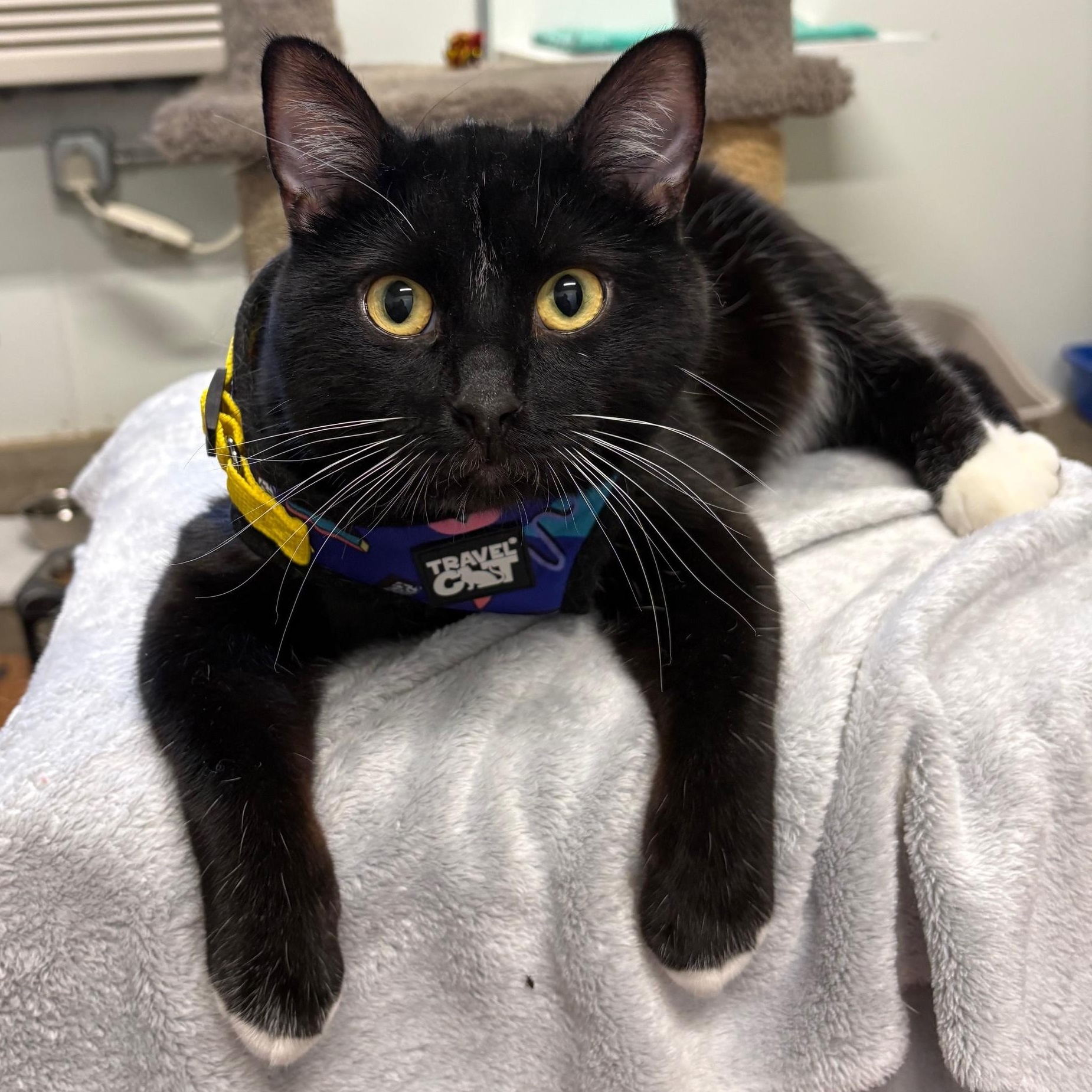 Tumbler, ADOPTABLE, Young Male Domestic Short Hair.