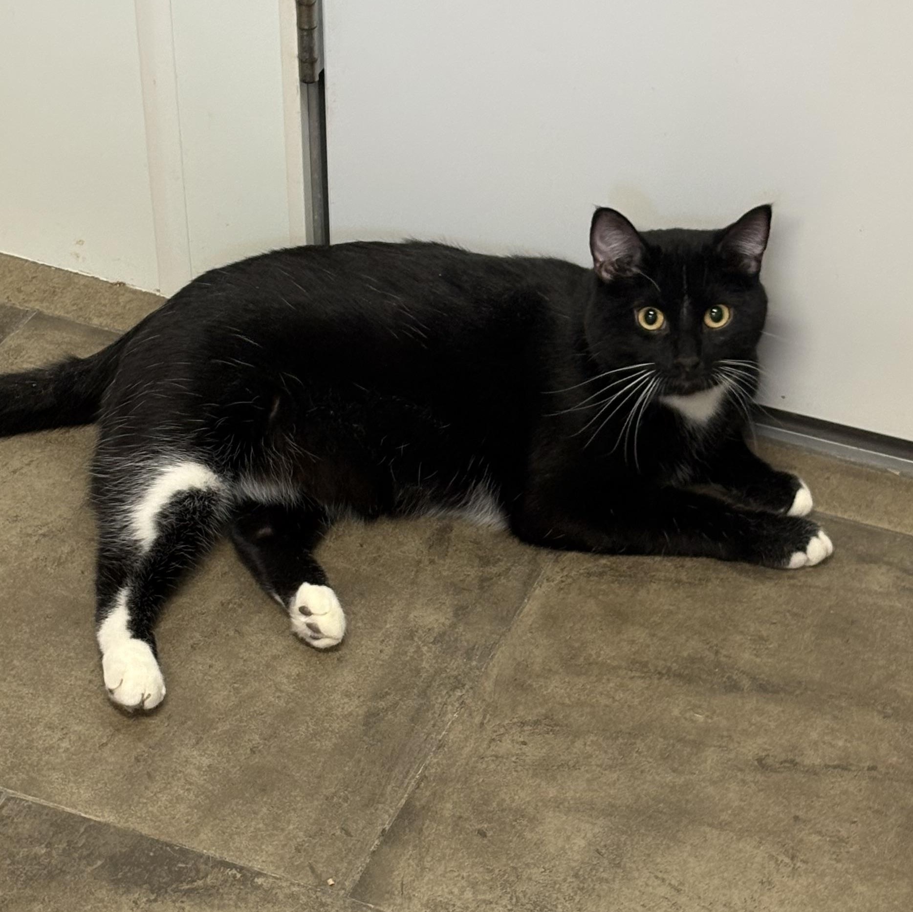 Tumbler, a ADOPTABLE Domestic Short Hair in Solon, IA image 4/5