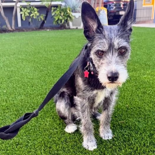 Ruffles, ADOPTABLE, Young Female Schnauzer.