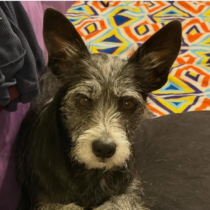 Enlarge Ruffles, a ADOPTABLE Schnauzer in Los Angeles, CA image 1/1