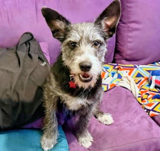 Enlarge Ruffles, a ADOPTABLE Schnauzer in Los Angeles, CA image 2/3